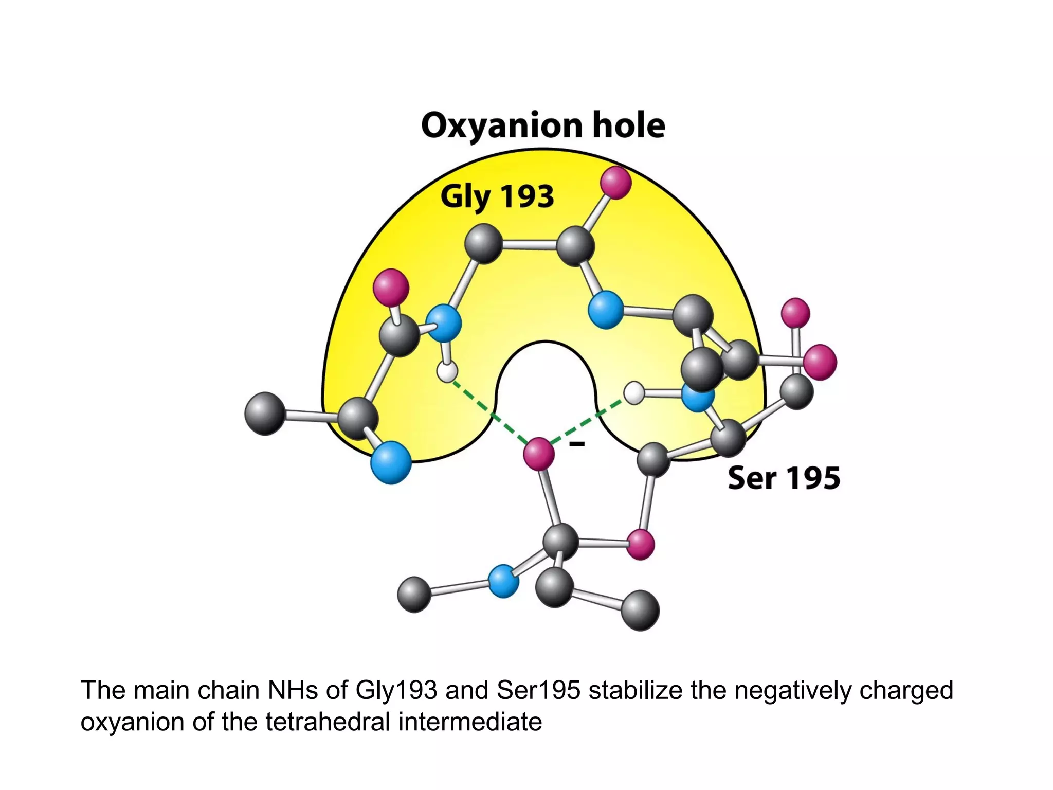 The main chain NHs of Gly193 and Ser195 stabilize the negatively charged 
oxyanion of the tetrahedral intermediate 
 