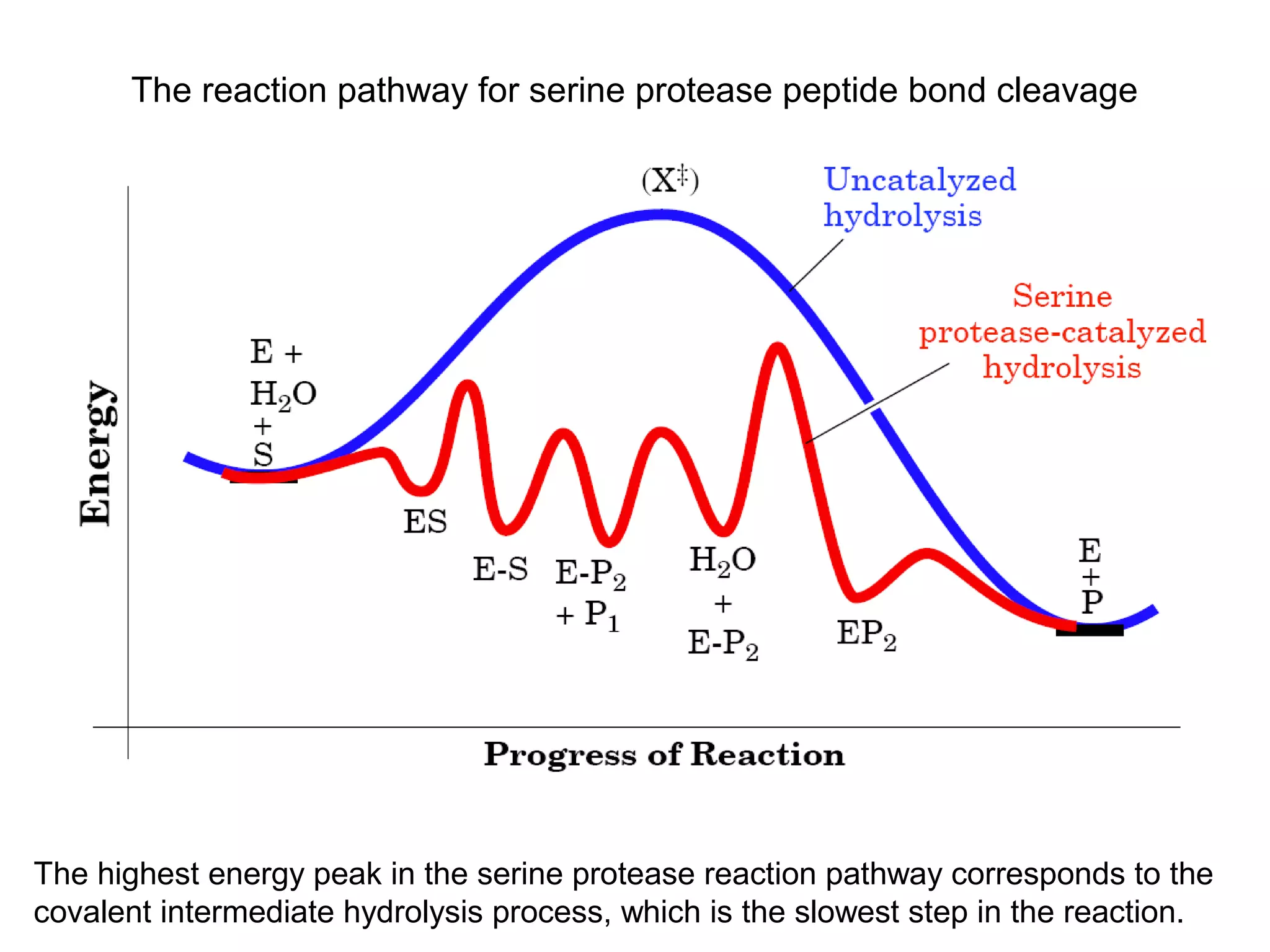 The reaction pathway for serine protease peptide bond cleavage 
The highest energy peak in the serine protease reaction pathway corresponds to the 
covalent intermediate hydrolysis process, which is the slowest step in the reaction. 
