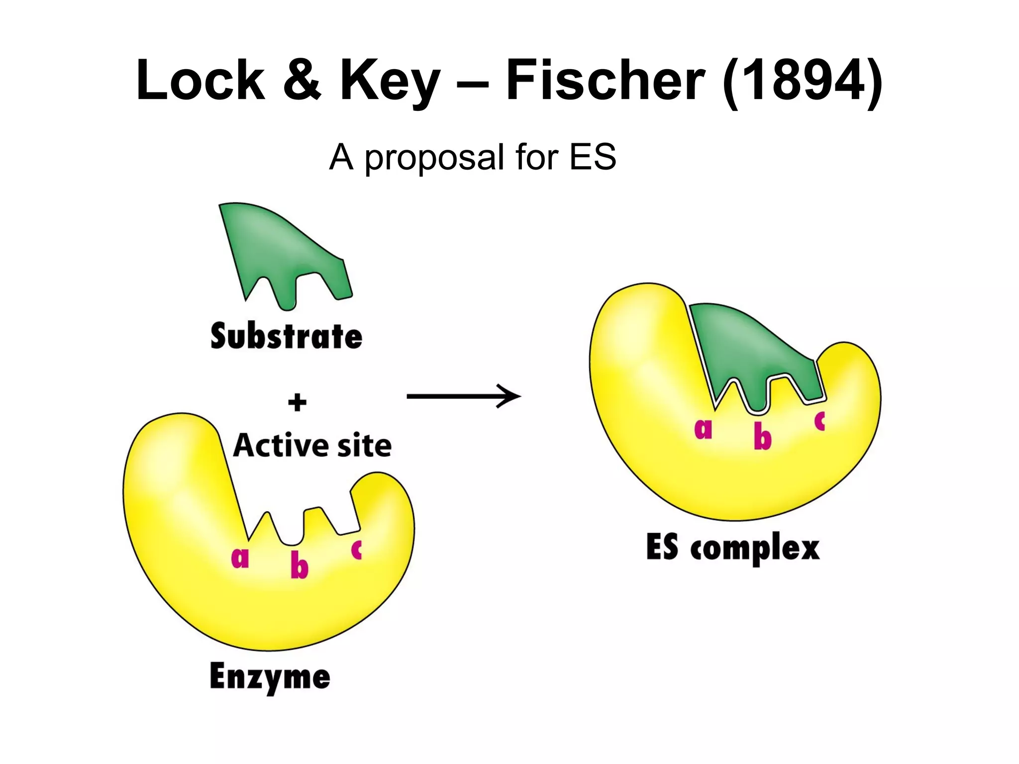 Lock & Key – Fischer (1894) 
A proposal for ES 
 