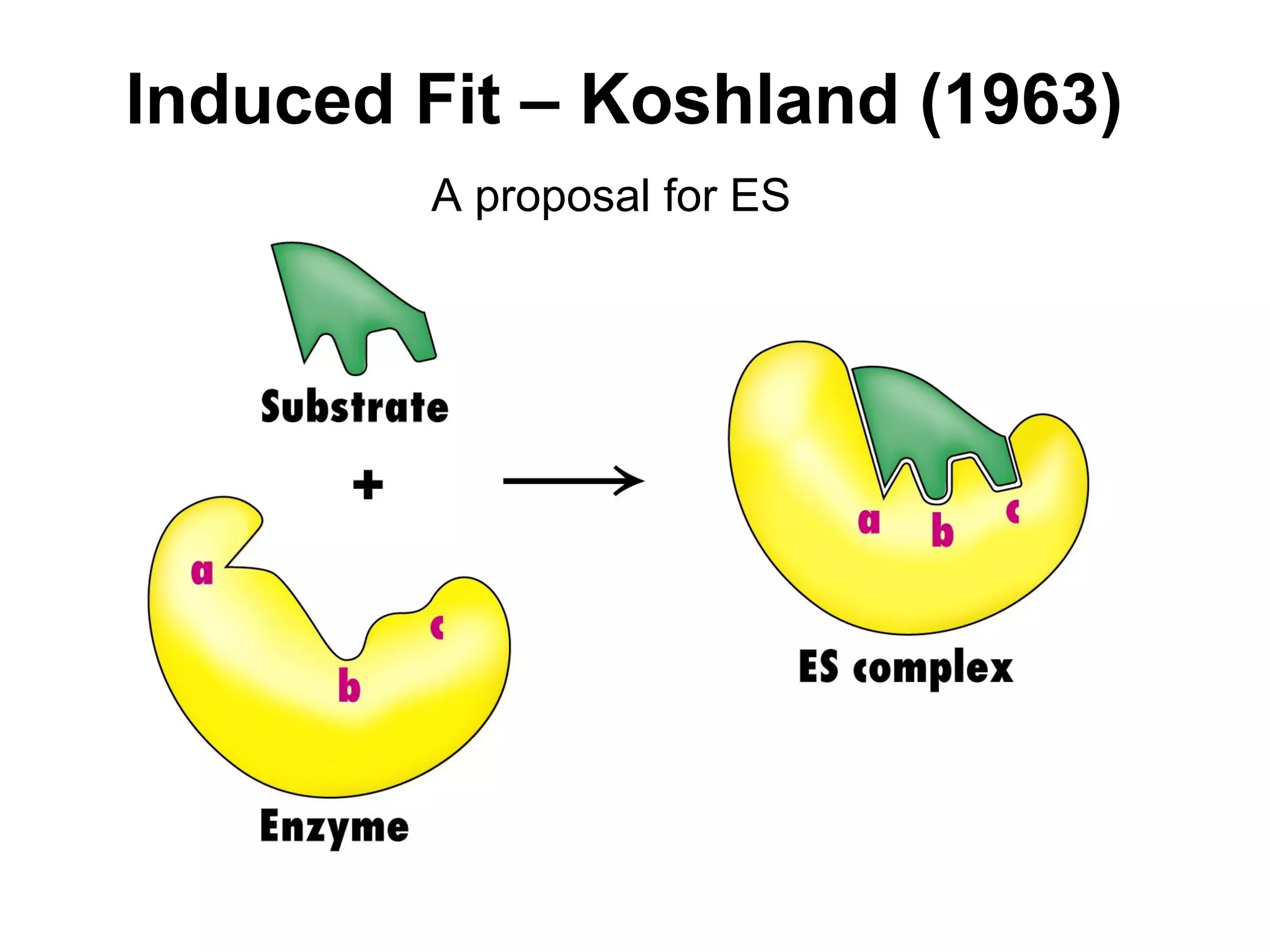 Induced Fit – Koshland (1963) 
A proposal for ES 
 