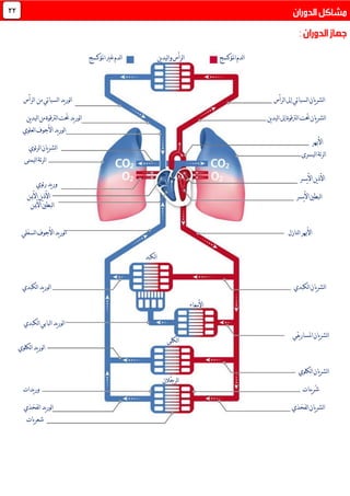 ‫املؤكسج‬‫لدم‬‫ا‬‫ين‬‫د‬‫لي‬‫ا‬‫و‬‫لرأس‬‫ا‬‫املؤكسج‬‫غري‬‫لدم‬‫ا‬
‫لرأس‬‫ا‬‫إىل‬‫لسباتي‬‫ا‬‫يان‬‫ر‬‫لش‬‫ا‬‫لرأس‬‫ا‬ ‫من‬‫لسباتي‬‫ا‬‫يد‬‫ر‬‫لو‬‫ا‬
‫ين‬‫د‬‫لي‬‫ا‬‫إىل‬‫لرتقوة‬‫ا‬‫حتت‬‫يان‬‫ر‬‫لش‬‫ا‬‫ين‬‫د‬‫لي‬‫ا‬‫من‬‫لرتقوة‬‫ا‬‫حتت‬‫يد‬‫ر‬‫لو‬‫ا‬
‫ل‬‫ا‬‫لعلوي‬‫ا‬‫األجوف‬‫يد‬‫ر‬‫و‬
‫األهبر‬
‫ليسرى‬‫ا‬‫ئة‬‫ر‬‫ل‬‫ا‬
‫يسر‬‫أل‬‫ا‬‫ين‬‫ذ‬‫األ‬
‫يسر‬‫أل‬‫ا‬‫لبطني‬‫ا‬
‫لنازل‬‫ا‬‫األهبر‬‫لسف‬‫ا‬‫األجوف‬‫يد‬‫ر‬‫لو‬‫ا‬‫لي‬
‫لكبدي‬‫ا‬‫يان‬‫ر‬‫لش‬‫ا‬‫لكبدي‬‫ا‬‫يد‬‫ر‬‫لو‬‫ا‬
‫األمعاء‬
‫لكبدي‬‫ا‬‫لبابي‬‫ا‬‫يد‬‫ر‬‫لو‬‫ا‬
‫ل‬‫ا‬‫يقي‬‫ر‬‫املسا‬‫يان‬‫ر‬‫ش‬
‫لكلوي‬‫ا‬‫يان‬‫ر‬‫لش‬‫ا‬
‫ينات‬‫ر‬ُ‫ش‬‫يدات‬‫ر‬‫و‬
‫لفخذي‬‫ا‬‫يان‬‫ر‬‫لش‬‫ا‬‫لف‬‫ا‬‫يد‬‫ر‬‫لو‬‫ا‬‫خذ‬‫ي‬
‫يات‬‫ر‬‫شع‬
22
‫ئوي‬‫ر‬‫ل‬‫ا‬‫يان‬‫ر‬‫لش‬‫ا‬
‫ا‬‫ليمنى‬‫ا‬‫ئة‬‫ر‬‫ل‬
‫ئوي‬‫ر‬‫يد‬‫ر‬‫و‬
‫األمين‬‫ين‬‫ذ‬‫األ‬
‫األمين‬‫لبطني‬‫ا‬
‫لكبد‬‫ا‬
‫لكلى‬‫ا‬
‫ْالن‬‫ج‬‫لر‬‫ا‬
‫لكلوي‬‫ا‬‫يد‬‫ر‬‫لو‬‫ا‬
 