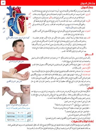 ‫يني‬‫ا‬‫(شر‬‫األوعية‬‫من‬‫مغلقة‬‫شبكة‬‫من‬‫لدوران‬‫ا‬‫جهاز‬‫لف‬‫أ‬‫يت‬,‫أوردة‬,)‫لقلب‬‫ا‬(‫مضخة‬‫مع‬‫تتصل‬‫ليت‬‫ا‬‫و‬)‫شعريات‬
:‫يني‬‫ا‬‫لشر‬‫ا‬‫حتم‬‫ــ‬‫ل‬‫ا‬‫ل‬‫ــ‬‫الستيعاب‬‫لتوسع‬‫ا‬‫على‬‫قادرة‬‫عضلية‬‫نة‬‫ر‬‫م‬‫ية‬‫و‬‫ق‬ً‫ا‬‫ن‬‫ا‬‫جدر‬‫متلك‬‫إذ‬‫لقلب‬‫ا‬‫عن‬ً‫ا‬‫بعيد‬‫دم‬‫دفقات‬
‫لد‬‫ا‬‫لقلب‬‫ا‬‫ضربات‬‫عن‬‫لناجتة‬‫ا‬‫م‬‫اجلسم‬‫يف‬‫يان‬‫ر‬‫ش‬‫أكرب‬‫يسمى‬‫و‬‫باألهبر‬‫لقلب‬‫ا‬‫مع‬‫مباشرة‬‫يتصل‬‫حيث‬
:‫األوردة‬‫حيث‬.‫لقلب‬‫ا‬‫باجتاه‬‫لدم‬‫ا‬‫حتمل‬‫أهنا‬‫يني‬‫ا‬‫لشر‬‫ا‬‫يف‬‫ليت‬‫ا‬‫من‬‫أرق‬‫نا‬‫ا‬‫جدر‬‫متلك‬‫أقل‬‫لضغط‬‫تتعرض‬‫ألهنا‬
‫صمامات‬‫األوردة‬‫حتوي‬‫و‬‫ليت‬‫ا‬‫و‬‫اجلسم‬‫أوردة‬‫أكرب‬‫وتسمى‬.‫لقلب‬‫ا‬‫حنو‬‫واحد‬‫باجتاه‬‫لدم‬‫ا‬‫مبرور‬‫تسمح‬
‫مباشرة‬‫لقلب‬‫ا‬‫ب‬‫تتصل‬‫اجلوفاء‬‫باألوردة‬
:‫لشعريات‬‫ا‬‫لكربون‬‫ا‬‫أكسيد‬‫ئي‬‫ا‬‫ثن‬‫و‬‫األوكسجني‬‫بنقل‬‫تسمح‬‫ليت‬‫ا‬‫و‬‫األوردة‬‫و‬‫يني‬‫ا‬‫لشر‬‫ا‬‫بني‬‫لصغرية‬‫ا‬‫األوعية‬‫وهي‬
‫امل‬‫و‬‫اجلسم‬‫يا‬‫ال‬‫خ‬‫إىل‬‫و‬‫من‬‫ئية‬‫ا‬‫لغذ‬‫ا‬‫واد‬
:‫لقلب‬‫ا‬‫وهو‬‫مضخة‬‫م‬‫ـ‬‫لفة‬‫ؤ‬‫أربعة‬‫من‬‫ينفصل‬.‫أجواف‬‫نبه‬‫ا‬‫ج‬‫األمين‬‫عن‬‫نبه‬‫ا‬‫ج‬‫يسر‬‫أل‬‫ا‬‫حبواجز‬‫عضلي‬‫ــــــــ‬.‫ة‬‫األربع‬‫لقلب‬‫ا‬‫حجريات‬‫عري‬‫لدم‬‫ا‬‫تدفق‬‫كيفية‬
‫يست‬‫ـ‬‫ق‬‫ـ‬‫ب‬‫ـ‬‫لقس‬‫ا‬‫ل‬‫ـ‬‫يضخه‬‫و‬‫ئتني‬‫ر‬‫ل‬‫ا‬‫من‬‫لدم‬‫ا‬‫يسر‬‫أل‬‫ا‬‫م‬‫لقسم‬‫ا‬‫أما‬‫اجلسم‬‫أجزاء‬‫مجيع‬‫إىل‬‫األمين‬‫من‬‫لدم‬‫ا‬‫فيستقبل‬
‫ئتني‬‫ر‬‫ل‬‫ا‬‫إىل‬‫يضخه‬‫و‬‫اجلسم‬‫إن‬.‫بطين‬‫اآلخر‬‫و‬‫ينا‬‫ذ‬‫أ‬‫يسمى‬‫أحدمها‬‫ين‬‫ز‬‫حي‬‫إىل‬‫ينقسم‬‫لقلب‬‫ا‬‫من‬‫نب‬‫ا‬‫ج‬‫كل‬ً‫ا‬
‫و‬‫ي‬‫ذ‬‫األ‬‫ــ‬‫احل‬‫هو‬‫ن‬‫ـ‬‫ي‬‫ـ‬‫لع‬‫ا‬‫ز‬‫ـ‬‫جيم‬‫لذي‬‫ا‬‫لوي‬‫ـ‬‫ل‬‫ا‬‫ع‬‫ـــ‬‫تضخه‬‫ليت‬‫ا‬‫لبطينات‬‫ا‬‫إىل‬‫يضخه‬‫ثم‬‫ئتني‬‫ر‬‫ل‬‫ا‬‫و‬‫اجلسم‬‫من‬‫لوارد‬‫ا‬‫دم‬
‫اجلسم‬‫أحناء‬‫كافة‬‫و‬‫ئتني‬‫ر‬‫ل‬‫ا‬‫إىل‬‫لقلب‬‫ا‬‫عن‬‫بعيدا‬.
‫يشكل‬‫شفاف‬‫أصفر‬‫ئل‬‫ا‬‫س‬‫هي‬‫و‬‫لبالزما‬‫ا‬‫من‬‫لدم‬‫ا‬‫لف‬‫أ‬‫يت‬61%‫لدم‬‫ا‬‫حجم‬‫من‬,‫لبيض‬‫ا‬‫و‬‫احلمر‬‫يات‬‫ر‬‫لك‬‫ا‬‫إىل‬‫إضافة‬
‫لبالزما‬‫ا‬‫يف‬‫تسبح‬‫ليت‬‫ا‬‫و‬‫ئية‬‫ا‬‫لغذ‬‫ا‬‫املواد‬‫و‬‫لصفيحات‬‫ا‬‫و‬.‫لسباتي‬‫ا‬‫يان‬‫ر‬‫لش‬‫ا‬‫نبض‬‫جس‬
:‫احلمراء‬‫يات‬‫ر‬‫لك‬‫ا‬‫اهل‬‫على‬‫حتوي‬‫و‬‫األمحر‬‫نه‬‫و‬‫ل‬‫لدم‬‫ا‬‫تعطي‬‫ـ‬‫ي‬‫ـ‬‫موغ‬‫ـ‬‫لوب‬‫ـ‬‫ي‬‫ـ‬‫ل‬‫ا‬‫ن‬‫ـ‬‫األك‬‫حيمل‬‫ذي‬‫ـــــ‬‫اجلسم‬‫يا‬‫ال‬‫خ‬‫إىل‬‫سجني‬
:‫لبيض‬‫ا‬‫يات‬‫ر‬‫لك‬‫ا‬‫نات‬‫ا‬‫نت‬‫إل‬‫ا‬‫حتارب‬
:‫لصفيحات‬‫ا‬‫يف‬‫تؤدي‬‫ئية‬‫ا‬‫لكيمي‬‫ا‬‫لتفاعالت‬‫ا‬‫من‬‫سلسلة‬‫تبدأ‬‫ية‬‫و‬‫لدم‬‫ا‬‫األوعية‬‫متزق‬‫حال‬‫يف‬‫خثرة‬‫تشكل‬‫إىل‬‫ية‬‫ا‬‫لنه‬‫ا‬
:‫ئية‬‫ا‬‫لغذ‬‫ا‬‫املواد‬‫من‬‫تأتي‬‫اهلضم‬‫جبهاز‬ ‫املهضوم‬‫لغذاء‬‫ا‬‫حرقها‬‫عند‬‫يا‬‫ال‬‫اخل‬‫حلياة‬‫لالزمة‬‫ا‬‫لطاقة‬‫ا‬‫توفر‬‫و‬.‫مع‬‫األكسجني‬.
‫لذي‬‫ا‬‫و‬‫لكربون‬‫ا‬‫محض‬‫شكل‬‫على‬‫ئيسي‬‫ر‬‫بشكل‬‫يا‬‫ال‬‫اخل‬‫عن‬‫لناتج‬‫ا‬‫لكربون‬‫ا‬‫أكسيد‬‫ئي‬‫ا‬‫ثن‬‫لدم‬‫ا‬‫حيمل‬‫ينحل‬‫لبالزما‬‫ا‬‫ب‬
‫يساهم‬‫لدم‬‫ا‬‫احلرارة‬‫بنقل‬‫يضا‬‫أ‬‫اجلس‬‫أحناء‬‫إىل‬)‫معظمها‬‫لكبد‬‫ا‬‫ينتج‬‫ليت‬‫ا‬(‫ـــ‬‫ت‬‫و‬.‫م‬ُ‫ـ‬‫ـ‬‫حمل‬‫احلرارة‬‫إىل‬‫اجللد‬‫يف‬‫حال‬‫جس‬‫نبض‬‫يان‬‫ر‬‫لش‬‫ا‬‫لكعربي‬‫ا‬
‫يد‬‫رب‬‫للت‬‫اجلسم‬‫احتاج‬.
‫عند‬‫نتها‬‫و‬‫مر‬‫بسبب‬‫يني‬‫ا‬‫لشر‬‫ا‬‫جدران‬‫تتوسع‬‫و‬.‫لقلب‬‫ا‬‫ضربات‬‫من‬‫ضربة‬‫كل‬‫بعد‬‫يني‬‫ا‬‫لشر‬‫ا‬‫عرب‬‫تنتقل‬‫نبضة‬‫تتشكل‬
‫اجللد‬‫سطح‬‫من‬‫يبة‬‫ر‬‫لق‬‫ا‬‫يني‬‫ا‬‫لشر‬‫ا‬‫جبس‬‫لتوسع‬‫ا‬‫هبذا‬‫لشعور‬‫ا‬‫ميكن‬‫و‬.‫خالهلا‬‫من‬‫منتظم‬‫بشكل‬‫لدم‬‫ا‬‫دفقات‬‫مرور‬‫إذ‬
‫ألن‬‫لك‬‫ذ‬‫يف‬‫اإلهبام‬‫يستخدم‬‫وال‬‫األصابع‬‫برؤوس‬‫لنبض‬‫ا‬‫جس‬‫يتم‬‫به‬ً‫ا‬‫خاص‬ً‫ا‬‫نبض‬‫له‬.
:‫لنبض‬‫ا‬‫جس‬‫عند‬‫يلي‬‫ما‬‫املسعف‬‫يراعي‬‫أن‬‫جيب‬
-‫لدقيقة؟‬‫ا‬‫ب‬‫لضربات‬‫ا‬‫معدل‬‫هو‬‫ما‬‫؟‬‫بطيء‬‫أم‬‫يع‬‫ر‬‫س‬:‫لنبض‬‫ا‬‫معدل‬‫لرضيع‬‫ا‬‫عند‬‫لعضدي‬‫ا‬‫يان‬‫ر‬‫لش‬‫ا‬‫نبض‬‫جس‬
-‫ئبة؟‬‫ا‬‫غ‬‫ضربات‬‫أي‬‫هناك‬‫هل‬‫منتظمة؟‬‫لنبضات‬‫ا‬‫هل‬:‫لنبض‬‫ا‬‫نتظام‬‫ا‬‫جدول‬‫لراحة‬‫ا‬‫أثناء‬‫لطبيعية‬‫ا‬‫لنبض‬‫ا‬‫معدالت‬
-‫بنبض‬‫تشعر‬‫هل‬:‫لنبض‬‫ا‬‫قوة‬‫ضعيف؟‬‫أم‬‫قوي‬
‫ئيس‬‫ر‬‫ل‬‫ا‬‫األماكن‬‫هي‬‫اجلسم‬‫يف‬‫لنبض‬‫ا‬‫جلس‬‫ة‬:
‫لرقبة‬‫ا‬‫املعصم‬‫و‬)‫لسباتي‬‫ا‬‫يان‬‫ر‬‫لش‬‫ا‬(‫لعضد‬‫ا‬‫و‬)‫لكعربي‬‫ا‬‫يان‬‫ر‬‫لش‬‫ا‬()‫لعضدي‬‫ا‬‫يان‬‫ر‬‫لش‬‫ا‬(
‫و‬‫باهت‬‫بلون‬‫املضغوط‬‫لظفر‬‫ا‬‫حتت‬‫اجللد‬‫فيصبح‬‫األظافر‬‫ية‬‫ا‬‫هن‬‫على‬‫لضغط‬‫ا‬‫ب‬‫لسفلية‬‫ا‬‫و‬‫ية‬‫و‬‫لعل‬‫ا‬‫األطراف‬‫ية‬‫ا‬‫هن‬‫يف‬‫لدوران‬‫ا‬‫فحص‬‫ميكن‬‫للجلد‬‫لطبيعي‬‫ا‬‫للون‬‫ا‬‫يعود‬
)‫باردة‬‫لقدم‬‫ا‬‫أو‬‫ليد‬‫ا‬‫نت‬‫ا‬‫ك‬‫حال‬‫يف‬‫أطول‬‫فرتة‬‫يستغرق‬‫أن‬‫ميكن‬‫(و‬‫طبيعيا‬‫لدوران‬‫ا‬‫كان‬‫إذا‬‫نيتني‬‫ا‬‫ث‬‫حبوايل‬‫لضغط‬‫ا‬‫إفالت‬‫بعد‬
‫لغني‬‫ا‬‫لب‬‫ا‬61-91‫لدقيقة‬‫ا‬‫ب‬‫نبضة‬
‫األطفال‬91-001‫لدقيقة‬‫ا‬‫ب‬‫نبضة‬
‫لرضع‬‫ا‬001-041‫لدقيقة‬‫ا‬‫ب‬‫نبضة‬
23
‫ين‬‫ذ‬‫أ‬
‫يسر‬‫أ‬
‫بطني‬
‫يسر‬‫أ‬
‫ين‬‫ذ‬‫أ‬
‫أمين‬
‫بطني‬
‫أمين‬
 