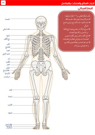 36
‫اهليكل‬‫لف‬‫أ‬‫يت‬‫من‬‫لعظمي‬‫ا‬116‫عظام‬,:‫وظيفتها‬
*‫و‬‫لرخوة‬‫ا‬‫نسجة‬‫أل‬‫ا‬‫دعم‬‫إعطاء‬‫شكله‬‫اجلسم‬
*‫ية‬‫ا‬‫مح‬‫لنخاع‬‫ا‬‫و‬‫ئتني‬‫ر‬‫ل‬‫ا‬‫و‬‫لدماغ‬‫ا‬‫ك‬‫اهلامة‬‫األعضاء‬
‫لشوكي‬‫ا‬
*‫لسماح‬‫ا‬‫باحلركة‬‫إذ‬‫خمتلفة‬‫نواع‬‫أ‬‫ب‬‫بعضها‬‫مع‬‫ترتبط‬
‫لعضالت‬‫ا‬‫عليها‬‫ترتكز‬‫و‬‫املفاصل‬‫من‬
*‫نتاج‬‫إ‬‫و‬‫لبيض‬‫ا‬‫يات‬‫ر‬‫لك‬‫ا‬‫بعض‬‫و‬‫احلمر‬‫يات‬‫ر‬‫لك‬‫ا‬
‫لفخذ‬‫ا‬‫عظم‬‫مثل‬‫لعظام‬‫ا‬‫نقي‬‫يف‬‫ية‬‫و‬‫لدم‬‫ا‬‫لصفيحات‬‫ا‬
‫ت‬ *‫لسيوم‬‫ا‬‫لك‬‫ا‬‫فيخزن‬‫لطاقة‬‫ا‬‫و‬‫للمعادن‬‫نا‬‫ز‬‫خم‬‫عترب‬
‫املثال‬‫سبيل‬‫على‬‫لشحوم‬‫ا‬ ‫و‬
‫اجلمجمة‬
‫لسفلي‬‫ا‬‫لفك‬‫ا‬
‫لرتقوة‬‫ا‬
‫لكتف‬‫ا‬‫لوح‬
‫لقص‬‫ا‬
‫األضالع‬
‫لعضد‬‫ا‬
‫لفقري‬‫ا‬‫لعمود‬‫ا‬
‫ند‬‫ز‬‫ل‬‫ا‬
‫لكعربة‬‫ا‬
‫لرسغ‬‫ا‬‫عظام‬
‫األمشاط‬
‫لسالميات‬‫ا‬
‫لفخذ‬‫ا‬
‫لرضفة‬‫ا‬
‫لظنبوب‬‫ا‬
‫لشظية‬‫ا‬
‫لرصغ‬‫ا‬‫عظام‬
‫لسالميات‬‫ا‬
‫لعجز‬‫ا‬
‫احلوض‬
‫األمشاط‬
 