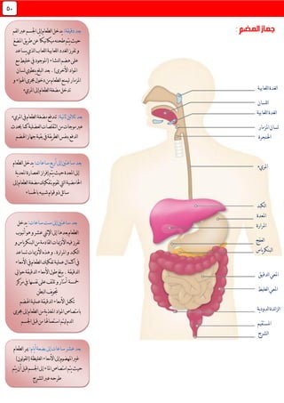 45
‫للعابية‬‫ا‬‫لغدة‬‫ا‬
‫للسان‬‫ا‬
‫للعابية‬‫ا‬‫لغدة‬‫ا‬
‫املزمار‬‫لسان‬
‫احلنجرة‬
‫املريء‬
‫لكبد‬‫ا‬
‫املعدة‬
‫امل‬‫رارة‬
‫لعفج‬‫ا‬
‫ياس‬‫ر‬‫لبنك‬‫ا‬
‫لدقيق‬‫ا‬‫املعي‬
‫لغليظ‬‫ا‬‫املعي‬
‫ية‬‫د‬‫لدو‬‫ا‬‫ئدة‬‫ا‬‫لز‬‫ا‬
‫املستقيم‬
‫لشرج‬‫ا‬
:‫دقيقة‬‫بعد‬‫لفم‬‫ا‬‫عرب‬‫اجلسم‬‫إىل‬‫لطعام‬‫ا‬‫يدخل‬
‫املضغ‬‫يق‬‫ر‬‫ط‬‫عن‬ً‫ا‬‫نيك‬‫ا‬‫ميك‬‫طحنه‬‫يتم‬‫حيث‬
‫تفرز‬‫و‬‫يساعد‬‫لذي‬‫ا‬‫للعاب‬‫ا‬‫للعابية‬‫ا‬‫لغدد‬‫ا‬
‫مع‬‫خليط‬‫يف‬‫(املوجود‬‫لنشاء‬‫ا‬‫هضم‬‫على‬
‫لسان‬‫ينطوي‬‫لبلع‬‫ا‬‫بعد‬.)‫األخرى‬‫املواد‬
‫و‬‫اهلواء‬‫جمرى‬‫دخول‬‫من‬‫لطعام‬‫ا‬‫ليمنع‬‫املزمار‬
‫املريء‬‫إىل‬‫لطعام‬‫ا‬‫مضغة‬‫تدخل‬
:‫نية‬‫ا‬‫ث‬‫ثالثني‬‫بعد‬‫املريء‬‫يف‬‫لطعام‬‫ا‬‫مضغة‬‫تندفع‬
‫عرب‬‫حيدث‬‫كما‬‫لعضلية‬‫ا‬‫لتقلصات‬‫ا‬‫من‬‫موجات‬
‫اهلضم‬‫جهاز‬‫بقية‬‫يف‬‫يقة‬‫ر‬‫لط‬‫ا‬‫بنفس‬‫لدفع‬‫ا‬
:‫ساعات‬‫أربع‬‫إىل‬‫ساعتني‬‫بعد‬‫لطعام‬‫ا‬‫يدخل‬
‫ية‬‫د‬‫املع‬‫لعصارة‬‫ا‬‫إفراز‬‫يتم‬‫حيث‬‫املعدة‬‫إىل‬
‫إىل‬‫لطعام‬‫ا‬‫مضغة‬‫بتفكيك‬‫تقوم‬‫ليت‬‫ا‬‫احلامضية‬
‫باحلساء‬‫شبيه‬‫قوام‬‫ذو‬‫ئل‬‫ا‬‫س‬
:‫ساعات‬‫ست‬‫إىل‬‫ساعتني‬‫بعد‬‫يدخل‬
‫ب‬‫لطعام‬‫ا‬‫اإل‬‫إىل‬‫عدها‬‫نبوب‬‫أ‬‫هو‬‫و‬‫عشر‬‫ثين‬
‫ف‬‫تفرز‬‫و‬‫ياس‬‫ر‬‫لبنك‬‫ا‬‫من‬‫لقادمة‬‫ا‬‫نزميات‬‫أل‬‫ا‬‫يه‬
‫تساعد‬‫نزميات‬‫أل‬‫ا‬‫هذه‬‫و‬.‫املرارة‬‫و‬‫لكبد‬‫ا‬
‫األمعاء‬‫يف‬‫لطعام‬‫ا‬‫تفكيك‬‫عملية‬‫اكتمال‬‫يف‬
‫حوايل‬‫لدقيقة‬‫ا‬‫األمعاء‬‫طول‬‫يبلغ‬.‫لدقيقة‬‫ا‬
‫مخس‬‫ة‬‫مركز‬‫يف‬‫نفسها‬‫على‬‫تلتف‬‫و‬‫أمتار‬
‫لبطن‬‫ا‬‫يف‬‫و‬‫جت‬
‫اهلضم‬‫عملية‬‫لدقيقة‬‫ا‬‫األمعاء‬‫تكمل‬
‫امل‬‫املواد‬‫بامتصاص‬‫جمرى‬‫إىل‬‫لطعام‬‫ا‬‫من‬‫ية‬‫ذ‬‫غ‬
‫اجلسم‬‫قبل‬‫من‬‫استعماهلا‬‫ليتم‬‫لدم‬‫ا‬
:‫يام‬‫أ‬‫بضعة‬‫إىل‬‫ساعات‬‫عشر‬‫بعد‬‫لطعام‬‫ا‬‫مير‬
)‫لون‬‫و‬‫لق‬‫ا‬(‫لغليظة‬‫ا‬‫األمعاء‬‫إىل‬‫املهضوم‬‫غري‬
‫يتم‬‫أن‬‫قبل‬‫اجلسم‬‫إىل‬‫املاء‬‫امتصاص‬‫يتم‬‫حيث‬
‫لشرج‬‫ا‬‫عرب‬‫طرحه‬
 