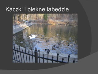 Kaczki i piękne łabędzie 