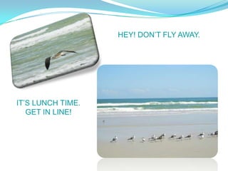 HEY! DONT FLY AWAY.




ITS LUNCH TIME.
   GET IN LINE!
 