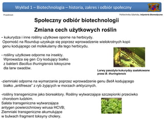 Wykład 1 – Biotechnologia – historia, zakres i odbiór społeczny
 Przedmiot:                                                               Politechnika Gdańska, Inżynieria Biomedyczna

                        Społeczny odbiór biotechnologii
                        Zmiana cech użytkowych roślin
- kukurydza i inne rośliny użytkowe oporne na herbicydy.
Oporność na Roundup uzyskuje się poprzez wprowadzenie wielokrotnych kopii
genu kodującego cel molekularny dla tego herbicydu.

- rośliny użytkowe odporne na insekty.
  Wprowadza się gen Cry kodujący białko
  z bakterii Bacillus thuringiensis toksyczne
  dla larw owadów.
                                                           Larwy pasożyta kukurydzy zaatakowane
                                                           przez B. thuringiensis

-ziemniaki odporne na wymarzanie poprzez wprowadzenie genu BetA kodującego
 białko „antifreeze” z ryb żyjących w morzach arktycznych.

-rośliny transgeniczne jako bioreaktory. Rośliny wytwarzające szczepionki przeciwko
 chorobom ludzkim.
Sałata transgeniczna wytwarzająca
antygen powierzchniowy wirusa HCVB;
Ziemniaki transgeniczne akumulujące
w bulwach fragment toksyny cholery.
 