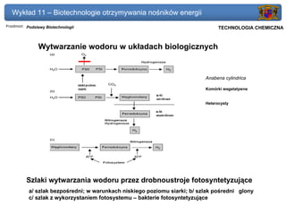 Wykład 11 – Biotechnologie otrzymywania nośników energii
Przedmiot: Podstawy Biotechnologii                                          Politechnika Gdańska, Inżynieria Biomedyczna
                                                                                 TECHNOLOGIA CHEMICZNA



                Wytwarzanie wodoru w układach biologicznych


                                                                           Anabena cylindrica

                                                                           Komórki wegetatywne


                                                                           Heterocysty




          Szlaki wytwarzania wodoru przez drobnoustroje fotosyntetyzujące
           a/ szlak bezpośredni; w warunkach niskiego poziomu siarki; b/ szlak pośredni glony
           c/ szlak z wykorzystaniem fotosystemu – bakterie fotosyntetyzujące
 