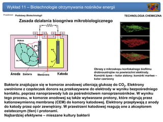 Wykład 11 – Biotechnologie otrzymywania nośników energii
Przedmiot: Podstawy Biotechnologii                                 Politechnika Gdańska, Inżynieria Biomedyczna
                                                                        TECHNOLOGIA CHEMICZNA
             Zasada działania bioogniwa mikrobiologicznego




                                                 Obrazy z mikroskopu konfokalnego biofilmu
                                                 drobnoustrojów na powierzchni elektrody.
                                                 Komórki żywe – kolor zielony; komórki martwe –
                                                 kolor czerwony

Bakterie znajdujące się w komorze anodowej utleniają glukozę do CO2. Elektrony
uwolnione z cząsteczek donora są przekazywane do elektrody w wyniku bezpośredniego
kontaktu, poprzez nanoprzewody lub za pośrednictwem nanoprzenośników. W wyniku
tego procesu, w komorze anodowej są także wytwarzane protony, które migrują przez
kationowymienną membranę (CEM) do komory katodowej. Elektrony przepływają z anody
do katody przez opór zewnętrzny. W przestrzeni katodowej reagują one z akceptorem
ostatecznym (tlen) i protonami.
Najbardziej efektywne – mieszane kultury bakterii
 
