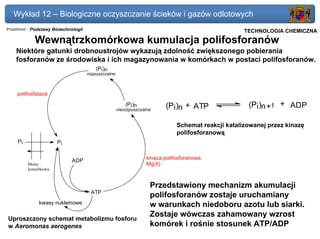 Wykład 12 – Biologiczne oczyszczanie ścieków i gazów odlotowych
Przedmiot: Podstawy Biotechnologii                                                               Politechnika Gdańska, Inżynieria Biomedyczna
                                                                                                      TECHNOLOGIA CHEMICZNA
            Wewnątrzkomórkowa kumulacja polifosforanów
    Niektóre gatunki drobnoustrojów wykazują zdolność zwiększonego pobierania
    fosforanów ze środowiska i ich magazynowania w komórkach w postaci polifosforanów.
                                         (Pi)n
                                     rozpuszczalne



    polifosfataza
                                                         (Pi)n
                                                     nierozpuszczalne
                                                                          (Pi)n + ATP                    (Pi)n +1 + ADP

                                                                               Schemat reakcji katalizowanej przez kinazę
                                                                               polifosforanową
    Pi                Pi


                             ADP                                   kinaza polifosforanowa
         błona                                                     Mg(II)
         komórkowa


                                                                    Przedstawiony mechanizm akumulacji
                                      ATP
                                                                    polifosforanów zostaje uruchamiany
              kwasy nukleinowe                                      w warunkach niedoboru azotu lub siarki.
                                                                    Zostaje wówczas zahamowany wzrost
Uproszczony schemat metabolizmu fosforu
w Aeromonas aerogenes                                               komórek i rośnie stosunek ATP/ADP
 