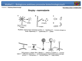 Wykład 2 – Biologiczne podstawy procesów biotechnologicznych
Przedmiot: Podstawy Biotechnologii                          Politechnika Gdańska, Inżynieria Biomedyczna
                                                                 TECHNOLOGIA CHEMICZNA
                                     Grzyby - rozmnażanie
 