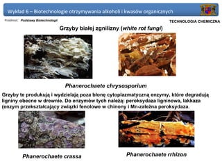 Wykład 6 – Biotechnologie otrzymywania alkoholi i kwasów organicznych
 Przedmiot: Podstawy Biotechnologii                                           Politechnika Gdańska, Inżynieria Biomedyczna
                                                                                   TECHNOLOGIA CHEMICZNA
                                      Grzyby białej zgnilizny (white rot fungi)




                                        Phanerochaete chrysosporium
Grzyby te produkują i wydzielają poza błonę cytoplazmatyczną enzymy, które degradują
ligniny obecne w drewnie. Do enzymów tych należą: peroksydaza ligninowa, lakkaza
(enzym przekształcający związki fenolowe w chinony i Mn-zależna peroksydaza.




            Phanerochaete crassa                                Phanerochaete rrhizon
 
