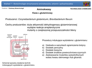 Wykład 7 – Biotechnologie otrzymywania aminokwasów, witamin i polisacharydów

Przedmiot: Podstawy Biotechnologii                                      Politechnika Gdańska, Inżynieria Biomedyczna
                                          Aminokwasy                         TECHNOLOGIA CHEMICZNA

                                     Kwas L-glutaminowy


     Producenci: Corynebacterium glutamicum, Brevibacterium flavum

     Cechy producentów: duża aktywność dehydrogenazy glutaminianowej
                        wydajne reakcje anaplerotyczne
                        mutanty o zwiększonej przepuszczalności błony



                                             Procedury indukujące wydzielanie L-glutaminianu:

                                             a)   Hodowla w warunkach ograniczenia biotyny
                                             b)   Dodatek penicyliny
                                             c)   Dodatek lizozymu
                                             d)   Dodatek środków powierzchniowo-czynnych
                                             e)   Zastosowanie mutantów auksotroficznych
                                                  wobec kwasu oleinowego i/lub glicerolu

Schemat sposobu działania technik
indukujących wydzielanie L-glutaminianu
 