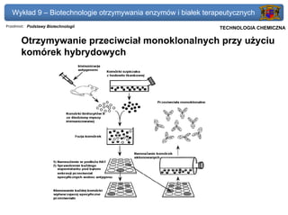 Wykład 9 – Biotechnologie otrzymywania enzymów i białek terapeutycznych
Przedmiot: Podstawy Biotechnologii                          Politechnika Gdańska, Inżynieria Biomedyczna
                                                                 TECHNOLOGIA CHEMICZNA

       Otrzymywanie przeciwciał monoklonalnych przy użyciu
       komórek hybrydowych
 