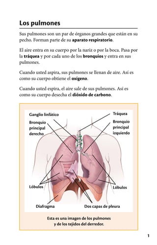 1
Los pulmones
Sus pulmones son un par de órganos grandes que están en su
pecho. Forman parte de su aparato respiratorio.
El aire entra en su cuerpo por la nariz o por la boca. Pasa por
la tráquea y por cada uno de los bronquios y entra en sus
pulmones.
Cuando usted aspira, sus pulmones se llenan de aire. Así es
como su cuerpo obtiene el oxígeno.
Cuando usted espira, el aire sale de sus pulmones. Así es
como su cuerpo desecha el dióxido de carbono.
Esta es una imagen de los pulmones
y de los tejidos del derredor.
Tráquea
Bronquio
principal
derecho
Lóbulos Lóbulos
Diafragma
Ganglio linfático
Bronquio
principal
izquierdo
Dos capas de pleura
 