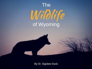 The Wildlife of Wyoming
