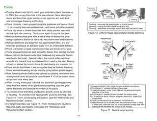 Pruning
                                                                                  Pinching

♦ Pruning allows more light to reach your understory plants (remove up
  to 1/3 of the canopy branches in the trees above), helps strengthen
                                                                                                         Heading
  stems and branches, gives plants a more vigorous and leafy look,
                                                                                                                                          Thinning
  and encourages flowering and fruiting.
♦ Prune correctly – learn yourself using the guidelines in Figures 10 and         Pinching – removing the growing point or tip of a branch.
                                                                                  Heading – cutting the branch back farther to a bud.
  11, or consult a tree care professional – and prune only when needed.           Thinning – selectively removing a branch flush with the branch collar.
♦ Prune any dead or broken branches from newly planted trees and
  shrubs right after planting. Don’t prune again during the first year.           Figure 10. Different types of pruning for smaller branches.
♦ Remove suckers that grow from a tree’s base or shoots that grow
  straight up from a branch or the trunk; they divert water and nutrients.
♦ Remove branches and twigs that rub against each other, and any
  branches growing at an awkward angle or in an undesirable direction.
♦ Prune out broken or dead branches on trees and shrubs every year.
♦ Prune diseased branches back to healthy tissue; then sterilize pruners.
♦ Never cut into the branch collar (the thickened ring where the branch
  attaches to the trunk). Special cells in the branch collar help heal
  wounds and prevent fungi and disease from invading the tree. Making
  a flush cut allows the branch stump to heal cleanly and prevents rot.
♦ Prune shrubs that flower in the spring after they’ve finished flowering.
  Prune summer-flowering shrubs in early spring before growth begins.
♦ Most flowering shrubs that sucker (spread by creating new stems from
  underground roots) will produce more flowers if 1/3 of the oldest stems
  are pruned back every year.
♦ When pruning, make your cut back to a bud that’s pointing outward,
  away from the interior of the plant (interior-pointing buds will grow             1) Locate the branch bark ridge (the dark shaded area above).
  stems that cross and obstruct the middle of the plant).                           2) Find target A - outside the branch bark ridge.
                                                                                    3) Locate the branch collar (the thickened ring where the branch
♦ To promote more branching and bushier growth, prune by pinching                      attaches to the trunk).
  or heading. To promote more open growth, prune by thinning. See                   4) Find target B - where the branch meets the branch collar.
                                                                                    5) If B cannot be found, drop an imaginary line at AX. Angle XAC
  Figure 10. From: Landscaping with Nature (see the “References and                    equals XAB.
  Resource Guides” section).                                                        6) Stub cut the branch first to prepare it for the final cut.
                                                                                    7) Make the final cut at line AB, flush with the branch collar (if using
♦ For larger branches, see Figure 11. From: Homeowner’s Guide for                      a power saw, make the final cut on the upstroke to keep bark from
  Beautiful, Safe, and Healthy Trees (see the “References and                          tearing off the tree when the branch is cut through).
  Resource Guides” section).                                                                      Figure 11. Natural target pruning.

                                                                             14
 