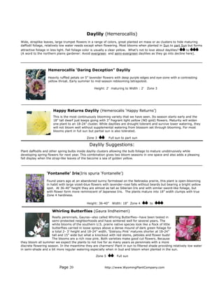 Daylily (Hemerocallis)
Wide, straplike leaves, large trumpet flowers in a range of colors, great planted en mass or as clusters to hide maturing
daffodil foliage, relatively low water needs except when flowering. Most blooms when planted in Sun to part Sun but forms
attractive foliage in less light. Fall foliage color is usually a clear yellow. What’s not to love about daylilies? to
(A word to the northern plains gardener: Avoid evergreen and semi-evergreen daylilies as they go into decline here).




                  Hemerocallis ‘Daring Deception" Daylily

                  Heavily ruffled petals on 5” lavender flowers with deep purple edges and eye-zone with a contrasting
                  yellow throat. Early summer to mid-season reblooming tetrapoloid.

                                                  Height: 2' maturing to Width : 2'   Zone 3




                      Happy Returns Daylily (Hemerocalis ‘Happy Returns’)
                      This is the most continuously blooming variety that we have seen. Its season starts early and the
                      18” tall dwarf just keeps going with 3” fragrant light yellow (NO gold) flowers. Maturity will widen
                      one plant to an 18-24” cluster. While daylilies are drought tolerant and survive lower watering, they
                      will not bloom well without supplemental watering from blossom set through blooming. For most
                      blooms plant in full sun but partial sun is also tolerated.

                                             Zone 3         Full sun to part sun

                                              Daylily Suggestions:
Plant daffodils and other spring bulbs inside daylily clusters allowing the bulb foliage to mature unobtrusively while
developing spring flowers for next year. This combination gives two bloom seasons in one space and also adds a pleasing
fall display when the strap-like leaves of the become a sea of golden yellow.




                 ‘Fontanelle’ Iris(Iris spuria ‘Fontanelle’)

                 Found years ago at an abandoned sunny farmstead on the Nebraska prairie, this plant is open-blooming
                 in habit with large violet-blue flowers with lavender-rose falls without beards but bearing a bright yellow
                 spot. At 36-40” height they are almost as tall as Siberian Iris and with similar sword-like foliage, but
                 with flower form more reminiscent of Japanese Iris. The plants mature into 18” width clumps with true
                 Zone 4 hardiness.

                                             Height: 36-40"   Width: 18" Zone 4         to

                     Whirling Butterflies (Gaura lindheimeri)
                      Really perennials, Gauras--also called Whirling Butterflies--have been tested in
                      semi-protected neighborhoods and have wintered well for several years. The
                      white blooms of the southern U.S. prairie native species look like a flock of little
                      butterflies carried in loose sprays above a dense mound of dark green foliage for
                      a total 2- 3’ height and 18-24” width. ‘Siskiyou Pink’ matures shorter at 18-24”
                      tall and 15” wide but what a knockout with red stems, petioles and flower buds!
                      The blooms are a rich rose pink. Both varieties make good cut flowers. Because
they bloom all summer we expect the plants to not live for as many years as perennials with a more
discrete flowering season. In the meantime they are charmers! Plant in sun to filtered shade providing relatively low water
in semi-shade and a bit more regular watering especially when in bud and bloom when planted in the sun.

                                                   Zone 5        Full sun


                          Page 20                        http://www.WyomingPlantCompany.com
 