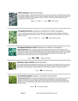 White Valerian (Valeriana officinalis)
  very sweetly fragrant, creamy-white panicles bloom in early summer atop 3-4’ high dark green stems
  with palmate leaflets on plants 2’ wide. Native to western mountains. While hiking near Jenny Lake
  it provided a wonderful burst of fragrance and the contrast of the white flower against the dark
  evergreens was a nice surprise!

                          Height: 3-4' Width: 2'      Zone 4        Partial Shade




 Variegated Comfrey (Symphytum grandiflorum ‘Hidcote Variegated’)
 This is a tough ground cover plant for dry shade, with strong cream-yellow variegation along the
 edges of the contrasting blue-green leaves. Clusters of bell shaped light blue flowers provide early
 summer interest.

                     Height: 12” Width: 18”      Zone 4         Partial shade to shade




Variegated Solomon’s Seal (Polygonatum multiflorum ‘Variegatum’)
2004 GreatPlants®. Pairs of medium green, white edged leaves line the 2' arching stems of this
woodland native and small white bell-shaped flowers hang from the leaf axials in late Spring. The Loess
Hills along the Missouri River between Nebraska and Iowa where Solomon’s Seal is native have alkaline
soils like ours. Use this plant as an accent or taller groundcover instead of or with Hosta. Iowa
experience says that slugs and deer do not trouble this one!


                    Zone 3        to            Shade, part shade



Mountain Lady’s Mantle (Alchemilla alpine)
This compact plant makes a spectacular ground cover for an alpine or rock garden with morning sun to
part shade. Small seven-lobed leaves are palmate compound and trimmed with a silvery edge. Yellow,
foamy flower clusters appear in summer above the 6” tall foliage. Expect 24” spread in due time.


                                       Zone 3       Sun to part shade




 Carol Mackie Daphne (Daphne x burkwoodii ‘Carol Mackie’)
 Plant Select® 1997 Semi-evergreen broad-leaved shrub suitable for life in our dry air are rare. This
 compact rounded mound of a shrub with medium green leaves edged in cream white belongs in
 shaded to morning sun gardens. (Best suited to cooler soils so keep out of reflected heat and full or
 afternoon sun.) In mid-spring intense cotton candy like fragrance, one half inch pink tubular flowers
 add to the allure.


                         Zone 4           Part shade to shade




       Page 26                          http://www.WyomingPlantCompany.com
 