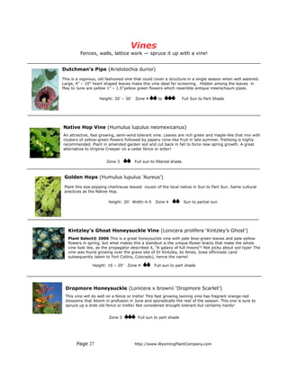 Vines
         Fences, walls, lattice work — spruce it up with a vine!


Dutchman’s Pipe (Aristolochia durior)

This is a vigorous, old fashioned vine that could cover a structure in a single season when well watered.
Large, 4” – 10” heart shaped leaves make this vine ideal for screening. Hidden among the leaves in
May to June are yellow 1” – 1.5”yellow green flowers which resemble antique meerschaum pipes.

                   Height: 20’ – 30’   Zone 4       to              Full Sun to Part Shade




Native Hop Vine (Humulus lupulus neomexicanus)
An attractive, fast growing, semi-wind tolerant vine. Leaves are rich green and maple-like that mix with
clusters of yellow-green flowers followed by papery cone-like fruit in late summer. Trellising is highly
recommended. Plant in amended garden soil and cut back in fall to force new spring growth. A great
alternative to Virginia Creeper on a cedar fence or arbor!


                       Zone 3          Full sun to filtered shade



 Golden Hops (Humulus lupulus ‘Aureus’)

 Plant this eye-popping chartreuse leaved cousin of the local native in Sun to Part Sun. Same cultural
 practices as the Native Hop.

                        Height: 20’ Width:4-5     Zone 4            Sun to partial sun




   Kintzley’s Ghost Honeysuckle Vine (Lonicera prolifera ‘Kintzley’s Ghost’)
   Plant Select® 2006 This is a great honeysuckle vine with pale blue-green leaves and pale yellow
   flowers in spring, but what makes this a standout is the unique flower bracts that make the whole
   vine look like, as the propagator described it, “A galaxy of full moons”! Not picky about soil type! The
   vine was found growing over the grave site of Dr Kintzley, its Ames, Iowa officinado (and
   subsequently taken to Fort Collins, Colorado), hence the name!

                Height: 10 – 20’   Zone 4        Full sun to part shade




 Dropmore Honeysuckle (Lonicera x brownii ‘Dropmore Scarlet’)
 This vine will do well on a fence or trellis! This fast growing twining vine has fragrant orange-red
 blossoms that bloom in profusion in June and sporadically the rest of the season. This one is sure to
 spruce up a drab old fence or trellis! Not considered drought tolerant but certainly hardy!


                         Zone 3         Full sun to part shade




       Page 27                         http://www.WyomingPlantCompany.com
 