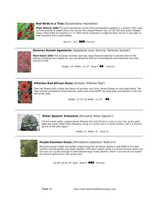 Red Birds in a Tree (Scrophularia macrantha)
   Plant Select® 2008 This xeric penstemon cousin from southwestern uplands is a beauty! From June
   to frost panicles of bright cherry red tubular bird shaped flowers top 15”-30” tall dark green foliaged
   stems. Plant width at maturity is 1’-3’. With winter protection it might be back, but for a year plan on
   heat tolerance and a great display.


                             Zone 5 – (4?)          Full Sun



Sonoran Sunset Agastache (Agastache cana ‘Sinning’ ‘Sonoran Sunset’)

Plant Select 2002 This compact lavender and rose, large flowered selection is showier than in the
species providing more display for you and attractive food for hummingbirds and butterflies from late
summer to fall.

                            Height: 15” Width: 12-15” Zone 5              Full sun




 Killerton Red African Daisy (Arctotis ‘Killerton Red’)

 Dark red flowers with a black eye bloom all summer over furry, silvery foliage on mid-sized plants. The
 high contrast provided by these beauties really puts some WOW into large pots and planters in hot Sun
 and windy sites.

                                  Height: 12-15” by Width: 12-15”




        ’Silver Spoons’ Echevaria (Echivaria ‘Silver Spoons’)

        Put this bluish white, cupped leaved Mexican Hen and Chicks in a pot on your hot, sunny patio
        table and enjoy! When frost threatens, bring it in to the sun in a south window until it is time to
        go out to the patio again!

                                          Height: 6”, Width: 6”   Zone 10




      Purple Fountain Grass (Pennisetum setaceum ‘Rubrum’)
      Burgundy-purple blades and golden tinged burgundy-red bloom spikes to add WOW to the later
      summer and fall garden and larger planters. This warm season grass is a clump forming classic but
      not xeric so it grows strongly in well-watered large mixed planters. Plant in sun and do not expect
      this Zone 9 perennial to over-winter here.



                   36-40” tall by 24” wide   Zone 9            Full Sun




        Page 30                         http://www.WyomingPlantCompany.com
 