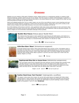 Grasses
Whether you are creating a little patch of Western prairie, adding accents to a contemporary garden or creating a bold
billowing landscape, grasses need to be part of your design. The role of grass in western home landscapes is powerful; it
creates a sense of place by echoing the textures and colors in the prairie beyond our towns. Grasses thrive under sun and
wind and preserve through our dry open winters.
Native and adapted grasses don’t tax our water supply, are one of the most effective erosion control plantings and even
provide food via their seeds for songbirds in winter. From the shortest tussock, looking like a sea urchin on land, to the
tallest clump of blades and seed heads billowing in the wind, there are grasses to fit the bill.
For all the boldness of the texture and form, many gardeners really enjoy seeing subtle details of color and texture when
the plants come into bloom and we all have noticed the continued year-round statement made by decorative grasses. It's
hard to imagine an environmentally sustainable landscape without grasses.



                    Boulder Blue Fescue (Festuca glauca 'Boulder Blue')
                    This intense silver-blue grass is more upright than most Fescues and adds texture, and motion to a
                    flower bed or a mixed prairie planting. Try mixing different blue fescues and Blue Avena Grass for an
                    interesting range of sizes in a monochromatic color scheme! 15” tall and 12” wide.


                                                     Zone 4      to     Full sun to part sun



                   Little Blue Stem 'Blaze' (Schizachyrium scoparium)
                   A drought tolerant warm season native grass that blooms from summer to fall. A foundation grass in
                   the Great and High Plains. Form is a basal cluster of short blades followed by an 18 inch to 3 ft tower
                   depending upon water amount. Fluffy russet seed heads ripen in fall above foliage that also takes on
                   burgundy color through winter. Blaze is greener in summer and more russet red in winter than the
                   species. Height is 2-3 foot.

                                                              Zone 4       Full sun



                       Saphirprudel Blue Oat or Avena Grass (Helictotrichon sempervirens)
                       This cool season grass forms a beautiful blue-gray spraying mound of foliage that contrasts nicely
                       with Blue Fescues in size while echoing them in color. The shape of this plant reminds us of
                       fireworks spraying out from the ground. We feature this cultivar because the blades are a little
                       wider and show off the color better than the species plant. Does well in clay soils.

                                                Height: 12-18”    Zone 4        Full sun to part sun




                   Feather Reed Grass ‘Karl Foerster’ (Calamagrostis x acutiflora)
                   This eastern native grows like a tower, the narrow dark green leaves are topped with frothy wheat
                   colored blooms in early summer. Who would ever guess that it had to go to Europe to be found and
                   brought back as a sterile hybrid. No need to clip seed heads to prevent seedlings. Great for adding
                   height to the garden! 4’ tall, 24” wide. Windbreak.


                                               Zone 4         Sun to part sun




                          Page 33                        http://www.WyomingPlantCompany.com
 