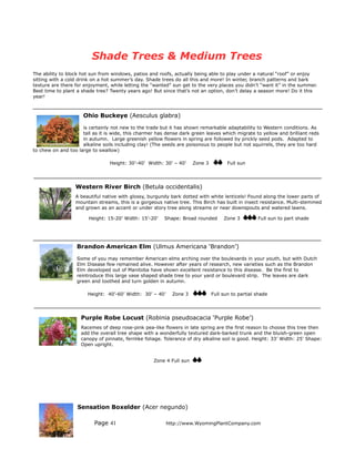 Shade Trees & Medium Trees
The ability to block hot sun from windows, patios and roofs, actually being able to play under a natural “roof” or enjoy
sitting with a cold drink on a hot summer’s day. Shade trees do all this and more! In winter, branch patterns and bark
texture are there for enjoyment, while letting the “wanted” sun get to the very places you didn’t “want it” in the summer.
Best time to plant a shade tree? Twenty years ago! But since that’s not an option, don’t delay a season more! Do it this
year!



                     Ohio Buckeye (Aesculus glabra)

                     is certainly not new to the trade but it has shown remarkable adaptability to Western conditions. As
                     tall as it is wide, this charmer has dense dark green leaves which migrate to yellow and brilliant reds
                     in autumn. Large greenish yellow flowers in spring are followed by prickly seed pods. Adapted to
                     alkaline soils including clay! (The seeds are poisonous to people but not squirrels, they are too hard
to chew on and too large to swallow)

                                 Height: 30’-40’ Width: 30’ – 40’     Zone 3          Full sun




                  Western River Birch (Betula occidentalis)
                  A beautiful native with glossy, burgundy bark dotted with white lenticels! Found along the lower parts of
                  mountain streams, this is a gorgeous native tree. This Birch has built in insect resistance. Multi-stemmed
                  and grown as an accent or under story tree along streams or near downspouts and watered lawns.

                        Height: 15-20’ Width: 15’-20’    Shape: Broad rounded       Zone 3         Full sun to part shade




                   Brandon American Elm (Ulmus Americana ‘Brandon’)

                   Some of you may remember American elms arching over the boulevards in your youth, but with Dutch
                   Elm Disease few remained alive. However after years of research, new varieties such as the Brandon
                   Elm developed out of Manitoba have shown excellent resistance to this disease. Be the first to
                   reintroduce this large vase shaped shade tree to your yard or boulevard strip. The leaves are dark
                   green and toothed and turn golden in autumn.

                       Height: 40’-60’ Width: 30’ – 40’     Zone 3             Full sun to partial shade




                    Purple Robe Locust (Robinia pseudoacacia ‘Purple Robe’)
                    Racemes of deep rose-pink pea-like flowers in late spring are the first reason to choose this tree then
                    add the overall tree shape with a wonderfully textured dark-barked trunk and the bluish-green open
                    canopy of pinnate, fernlike foliage. Tolerance of dry alkaline soil is good. Height: 33’ Width: 25’ Shape:
                    Open upright.


                                                    Zone 4 Full sun




                   Sensation Boxelder (Acer negundo)

                          Page 41                         http://www.WyomingPlantCompany.com
 