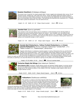 Russian Hawthorn (Crataegus ambigua)
                   This accent tree is loved for its unique growth habit, it looks rugged and windswept when young. It’s an
                   attractive broad -headed tree, with small 3/8” thorns. Leaves are deeply lobed and medium green in
                   summer. Numerous white flowers emerge in the spring and by late September the whole tree begins to
                   glow as the abundant cherry like fruit ripens. They decorate the branches like ornaments for 2- 3 weeks
                   and make a great bird attractant! This one wants full sun.


                    Height: 15 – 20’    Width: 18 - 22’    Shape: Broad rounded       Zone 3      Full sun




                    Gambel Oak (Quercus gambelli)
                    This member of the oak tree family can be considered a small tree/large shrub with the ability to
                    withstand just about anything Mother Nature can conjure - wind, drought, sun, and difficult soils.
                    Consider planting them in multiples - much like an Aspen grove or for a windbreak. Excellent choice for
                    wildlife (Especially squirrels and turkeys!) because of the acorns it produces. Glossy green leaves turn
                    yellow to an occasional orange or red in autumn.


                   Height: 15' – 30’     Width: 12 – 20’     Shape: Open irregular     Zone 3      Full sun



                       Canada Red Chokecherry, Yellow Fruited Chokecherry and Green
                       Leaved Chokecherry (Prunus virginiana melancarpa “Canada Red” , P. v.
                       “Yellow Fruited” P. v. ’melanocarpa’ ) Shrub form

                         Fragrant white flowers in pendulous racemes appear in spring, followed by fruit you and the birds
                         will fight over (homemade jelly!). Both the statewide native green leafed form and the maroon
                         leafed Canada Red grow in some very rugged conditions. The yellow fruited variety is the same, and
                         the fruit gives the appearance of a bright second bloom in late July and August. (Birds aren’t as
tuned in to seek out that color to eat.) All three are excellent choices for a Screen or Windbreak because of fast growth.
All sucker, so planting in an area that allows for new stems to spring up only adds to the screening effect!

                          Height: 15’-25' Width: 15’-20’      Zone 2        Full sun to partial shade

                   Tartarian Maple Hot Wings (Acer tataricum ‘GarAnn’)
                   Plant Select® 2007 Consistent, breath-taking scarlet red samaras (seeds) appear in summer giving
                   the tree the appearance of being in bloom! Outstanding autumn color as the leaf color migrates from
                   orange-red on the outside to yellow in the middle of the tree. Tolerates a wide range of soils, and is
                   drought tolerant to boot.


                     Height: 20-25’     Width: 18-20’     Shape: Broad Irregular     Zone 3      Full Sun



                           Yellowhorn (Xanthoceras sorbifolia)
                             This variety is a sibling to the Plant Select® 2007 Popcorn Shrub,
                             another name for this small shrubby May-blooming ornamental tree
                             that bears extremely showy elongate clusters of white flowers with
                             yellow eyes that turn maroon. The resulting leathery seed pods
                             persist to provide winter interest. Dark green foliage is pinnately
compound resembling that on Mountain Ash. Tolerance of alkalinity and moderate drought
tolerance in clay, loam or sand is a welcome attribute! Place this one in semi-protected spots without reflected heat in
winter and enjoy the show that usually begins in a 3’ tall plant.

                   Height: 15’-25’     Width: 15’-20’     Shape: Broadly Upright     Zone 5        Full sun




                          Page 46                           http://www.WyomingPlantCompany.com
 