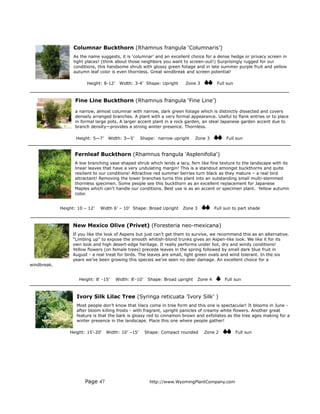 Columnar Buckthorn (Rhamnus frangula ‘Columnaris’)
                   As the name suggests, it is ‘columnar’ and an excellent choice for a dense hedge or privacy screen in
                   tight places! (think about those neighbors you want to screen-out!) Surprisingly rugged for our
                   conditions, this handsome shrub with glossy green foliage and in late summer purple fruit and yellow
                   autumn leaf color is even thornless. Great windbreak and screen potential!

                         Height: 8-12’    Width: 3-4’ Shape: Upright      Zone 3           Full sun



                    Fine Line Buckthorn (Rhamnus frangula ‘Fine Line’)

                    a narrow, almost columnar with narrow, dark green foliage which is distinctly dissected and covers
                    densely arranged branches. A plant with a very formal appearance. Useful to flank entries or to place
                    in formal large pots. A larger accent plant in a rock garden, an ideal Japanese garden accent due to
                    branch density—provides a strong winter presence. Thornless.

                    Height: 5—7’   Width: 3—5’       Shape: narrow upright       Zone 3        Full sun


                   Fernleaf Buckthorn (Rhamnus frangula ‘Asplenifolia')
                   A low branching vase shaped shrub which lends a lacy, fern like fine texture to the landscape with its
                   linear leaves that have a very undulating margin! This is a standout amongst buckthorns and quite
                   resilient to our conditions! Attractive red summer berries turn black as they mature – a real bird
                   attractant! Removing the lower branches turns this plant into an outstanding small multi-stemmed
                   thornless specimen. Some people see this buckthorn as an excellent replacement for Japanese
                   Maples which can’t handle our conditions. Best use is as an accent or specimen plant. Yellow autumn
                   color.


             Height: 10 – 12’   Width 6’ – 10’ Shape: Broad Upright      Zone 3           Full sun to part shade



                   New Mexico Olive (Privet) (Foresteria neo-mexicana)
                   If you like the look of Aspens but just can’t get them to survive, we recommend this as an alternative.
                   “Limbing up” to expose the smooth whitish-blond trunks gives an Aspen-like look. We like it for its
                   own look and high desert-edge heritage. It really performs under hot, dry and windy conditions!
                   Yellow flowers (on female trees) precede leaves in the spring followed by small dark blue fruit in
                   August - a real treat for birds. The leaves are small, light green ovals and wind tolerant. In the six
                   years we’ve been growing this species we’ve seen no deer damage. An excellent choice for a
windbreak.


                     Height: 8' -15’     Width: 8'-10’    Shape: Broad upright   Zone 4        Full sun



                    Ivory Silk Lilac Tree (Syringa reticuata ’Ivory Silk’ )
                    Most people don’t know that lilacs come in tree form and this one is spectacular! It blooms in June -
                    after bloom killing frosts - with fragrant, upright panicles of creamy white flowers. Another great
                    feature is that the bark is glossy red to cinnamon brown and exfoliates as the tree ages making for a
                    winter presence in the landscape. Place this one where people gather!

                 Height: 15'-20'   Width: 10' –15’       Shape: Compact rounded     Zone 2            Full sun




                        Page 47                            http://www.WyomingPlantCompany.com
 