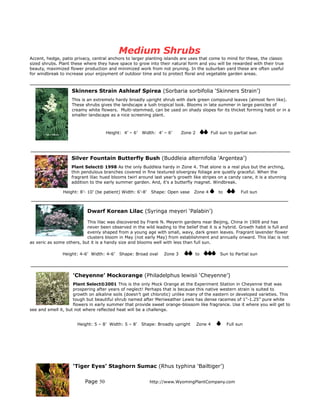 Medium Shrubs
Accent, hedge, patio privacy, central anchors to larger planting islands are uses that come to mind for these, the classic
sized shrubs. Plant these where they have space to grow into their natural form and you will be rewarded with their true
beauty, maximized flower production and minimized work from not pruning. In the suburban yard these are often useful
for windbreak to increase your enjoyment of outdoor time and to protect floral and vegetable garden areas.



                    Skinners Strain Ashleaf Spirea (Sorbaria sorbifolia ‘Skinners Strain’)
                    This is an extremely hardy broadly upright shrub with dark green compound leaves (almost fern like).
                    These shrubs gives the landscape a lush tropical look. Blooms in late summer in large panicles of
                    creamy white flowers. Multi-stemmed, can be used on shady slopes for its thicket forming habit or in a
                    smaller landscape as a nice screening plant.



                                     Height: 4’ – 6’   Width: 4’ – 6’     Zone 2            Full sun to partial sun




                    Silver Fountain Butterfly Bush (Buddleia alternifolia ‘Argentea’)
                    Plant Select® 1998 As the only Buddleia hardy in Zone 4. That alone is a real plus but the arching,
                    thin pendulous branches covered in fine textured silvergray foliage are quietly graceful. When the
                    fragrant lilac hued blooms twirl around last year’s growth like stripes on a candy cane, it is a stunning
                    addition to the early summer garden. And, it's a butterfly magnet. Windbreak.

                Height: 8’- 10’ (be patient) Width: 6’-8’   Shape: Open vase    Zone 4         to          Full sun



                            Dwarf Korean Lilac (Syringa meyeri ‘Palabin’)

                           This lilac was discovered by Frank N. Meyerin gardens near Beijing, China in 1909 and has
                           never been observed in the wild leading to the belief that it is a hybrid. Growth habit is full and
                           evenly shaped from a young age with small, wavy, dark green leaves. Fragrant lavender flower
                           clusters bloom in May (not early May) from establishment and annually onward. This lilac is not
as xeric as some others, but it is a handy size and blooms well with less than full sun.

                Height: 4-6’ Width: 4-6’   Shape: Broad oval     Zone 3         to              Sun to Partial sun




                    'Cheyenne’ Mockorange (Philadelphus lewisii ‘Cheyenne’)
                     Plant Select®2001 This is the only Mock Orange at the Experiment Station in Cheyenne that was
                     prospering after years of neglect! Perhaps that is because this native western strain is suited to
                     growth on alkaline soils (doesn’t get chlorotic) unlike many of the eastern or developed varieties. This
                     tough but beautiful shrub named after Meriweather Lewis has dense racemes of 1”-1.25” pure white
                     flowers in early summer that provide sweet orange-blossom like fragrance. Use it where you will get to
see and smell it, but not where reflected heat will be a challenge.


                       Height: 5 – 8’ Width: 5 – 8’    Shape: Broadly upright      Zone 4           Full sun




                     ‘Tiger Eyes’ Staghorn Sumac (Rhus typhina ‘Bailtiger’)

                          Page 50                           http://www.WyomingPlantCompany.com
 