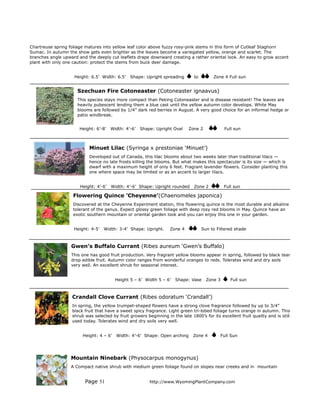 Chartreuse spring foliage matures into yellow leaf color above fuzzy rosy-pink stems in this form of Cutleaf Staghorn
Sumac. In autumn the show gets even brighter as the leaves become a variegated yellow, orange and scarlet. The
branches angle upward and the deeply cut leaflets drape downward creating a rather oriental look. An easy to grow accent
plant with only one caution: protect the stems from buck deer damage.


                    Height: 6.5’ Width: 6.5’    Shape: Upright spreading       to        Zone 4 Full sun


                      Szechuan Fire Cotoneaster (Cotoneaster ignaavus)
                      This species stays more compact than Peking Cotoneaster and is disease resistant! The leaves are
                      heavily pubescent lending them a blue cast until the yellow autumn color develops. White May
                      blooms are followed by 1/4” dark red berries in August. A very good choice for an informal hedge or
                      patio windbreak.


                       Height: 6’-8’   Width: 4’-6’   Shape: Upright Oval    Zone 2            Full sun



                           Minuet Lilac (Syringa x prestoniae ‘Minuet’)
                           Developed out of Canada, this lilac blooms about two weeks later than traditional lilacs —
                           hence no late frosts killing the blooms. But what makes this spectacular is its size — which is
                           dwarf with a maximum height of only 6 feet. Fragrant lavender flowers. Consider planting this
                           one where space may be limited or as an accent to larger lilacs.


                       Height: 4’-6’   Width: 4’-6’ Shape: Upright rounded     Zone 2          Full sun

                    Flowering Quince ’Cheyenne’(Chaenomeles japonica)
                    Discovered at the Cheyenne Experiment station, this flowering quince is the most durable and alkaline
                    tolerant of the genus. Expect glossy green foliage with deep rosy red blooms in May. Quince have an
                    exotic southern mountain or oriental garden look and you can enjoy this one in your garden.


                    Height: 4-5’   Width: 3-4’ Shape: Upright.     Zone 4           Sun to Filtered shade



                   Gwen’s Buffalo Currant (Ribes aureum ‘Gwen’s Buffalo)
                   This one has good fruit production. Very fragrant yellow blooms appear in spring, followed by black tear
                   drop edible fruit. Autumn color ranges from wonderful oranges to reds. Tolerates wind and dry soils
                   very well. An excellent shrub for seasonal interest.


                                         Height 5 – 6’ Width 5 – 6’   Shape: Vase     Zone 3      Full sun



                   Crandall Clove Currant (Ribes odoratum ‘Crandall’)
                   In spring, the yellow trumpet-shaped flowers have a strong clove fragrance followed by up to 3/4”
                   black fruit that have a sweet spicy fragrance. Light green tri-lobed foliage turns orange in autumn. This
                   shrub was selected by fruit growers beginning in the late 1800’s for its excellent fruit quality and is still
                   used today. Tolerates wind and dry soils very well.


                        Height: 4 – 6’   Width: 4’-6’ Shape: Open arching      Zone 4        Full Sun




                   Mountain Ninebark (Physocarpus monogynus)
                   A Compact native shrub with medium green foliage found on slopes near creeks and in mountain


                         Page 51                          http://www.WyomingPlantCompany.com
 