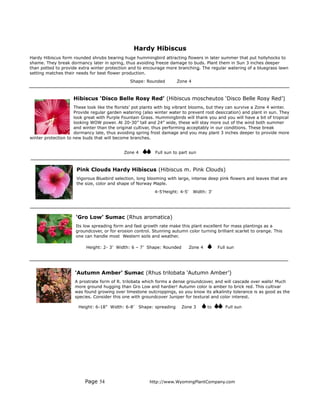 Hardy Hibiscus
Hardy Hibiscus form rounded shrubs bearing huge hummingbird attracting flowers in later summer that put hollyhocks to
shame. They break dormancy later in spring, thus avoiding freeze damage to buds. Plant them in Sun 3 inches deeper
than potted to provide extra winter protection and to encourage more branching. The regular watering of a bluegrass lawn
setting matches their needs for best flower production.
                                                Shape: Rounded           Zone 4



                    Hibiscus ‘Disco Belle Rosy Red’ (Hibiscus moscheutos ‘Disco Belle Rosy Red’)
                     These look like the florists’ pot plants with big vibrant blooms, but they can survive a Zone 4 winter.
                     Provide regular garden watering (also winter water to prevent root desiccation) and plant in sun. They
                     look great with Purple Fountain Grass. Hummingbirds will thank you and you will have a bit of tropical
                     looking WOW power. At 20-30” tall and 24” wide, these will stay more out of the wind both summer
                     and winter than the original cultivar, thus performing acceptably in our conditions. These break
                     dormancy late, thus avoiding spring frost damage and you may plant 3 inches deeper to provide more
winter protection to new buds that will become branches.


                                             Zone 4          Full sun to part sun



                      Pink Clouds Hardy Hibiscus (Hibiscus m. Pink Clouds)
                      Vigorous Bluebird selection, long blooming with large, intense deep pink flowers and leaves that are
                      the size, color and shape of Norway Maple.
                                                            4-5’Height: 4-5'      Width: 3'




                      'Gro Low’ Sumac (Rhus aromatica)
                      Its low spreading form and fast growth rate make this plant excellent for mass plantings as a
                      groundcover, or for erosion control. Stunning autumn color turning brilliant scarlet to orange. This
                      one can handle most Western soils and weather.

                           Height: 2- 3’ Width: 6 – 7’ Shape: Rounded          Zone 4         Full sun




                     'Autumn Amber' Sumac (Rhus trilobata ‘Autumn Amber’)
                     A prostrate form of R. trilobata which forms a dense groundcover, and will cascade over walls! Much
                     more ground hugging than Gro Low and hardier! Autumn color is amber to brick red. This cultivar
                     was found growing over limestone outcroppings, so you know its alkalinity tolerance is as good as the
                     species. Consider this one with groundcover Juniper for textural and color interest.

                       Height: 6-18” Width: 6-8’      Shape: spreading    Zone 3        to       Full sun




                          Page 54                         http://www.WyomingPlantCompany.com
 