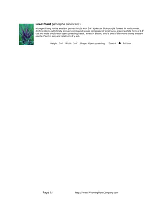 Lead Plant (Amorpha canescens)
Nitrogen fixing native western prairie shrub with 3-4” spikes of blue-purple flowers in midsummer.
Arching stems with finely pinnate compound leaves composed of small gray-green leaflets form a 3-4’
tall and wide shrub with open spreading habit. When in bloom, this is one of the more showy western
plants. Plant in sun and relatively dry soil.


             Height: 3-4’   Width: 3-4’   Shape: Open spreading   Zone 4       Full sun




      Page 55                       http://www.WyomingPlantCompany.com
 