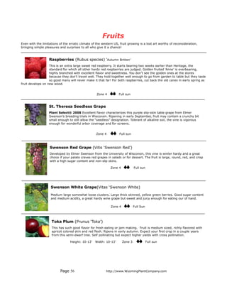 Fruits
Even with the limitations of the erratic climate of the western US, fruit growing is a lost art worthy of reconsideration,
bringing simple pleasures and surprises to all who give it a chance!



                   Raspberries (Rubus species) 'Autumn Britten’
                   This is an extra large sweet red raspberry. It starts bearing two weeks earlier than Heritage, the
                   standard for which all other hardy red raspberries are judged. Golden fruited ‘Anne’ is everbearing,
                   highly branched with excellent flavor and sweetness. You don’t see the golden ones at the stores
                   because they don’t travel well. They hold together well enough to go from garden to table but they taste
                   so good many will never make it that far! For both raspberries, cut back the old canes in early spring as
fruit develops on new wood.


                                                    Zone 4         Full sun



                   St. Theresa Seedless Grape
                   Plant Select® 2008 Excellent flavor characterizes this purple slip-skin table grape from Elmer
                   Swenson’s breeding trials in Wisconsin. Ripening in early September, fruit may contain a crunchy bit
                   small enough to still allow the “seedless” designation. Tolerant of alkaline soil, the vine is vigorous
                   enough for wonderful arbor coverage and for screens.


                                                    Zone 4          Full sun



                   Swenson Red Grape (Vitis ‘Swenson Red’)
                   Developed by Elmer Swenson from the University of Wisconsin, this vine is winter hardy and a great
                   choice if your palate craves red grapes in salads or for dessert. The fruit is large, round, red, and crisp
                   with a high sugar content and non-slip skins.

                                                             Zone 4             Full sun




                    Swenson White Grape(Vitas ‘Swenson White)
                    Medium large somewhat loose clusters. Large thick skinned, yellow green berries. Good sugar content
                    and medium acidity, a great hardy wine grape but sweet and juicy enough for eating our of hand.

                                                              Zone 4            Full Sun




                     Toka Plum (Prunus ‘Toka’)
                     This has such good flavor for fresh eating or jam making. Fruit is medium sized, richly flavored with
                     apricot colored skin and red flesh. Ripens in early autumn. Expect your first crop in a couple years
                     from this semi-dwarf tree. Self pollinating but expect higher yields with cross pollination.

                                  Height: 10-13’   Width: 10-13’       Zone 3              Full sun




                           Page 56                        http://www.WyomingPlantCompany.com
 