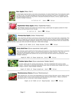 Kerr Apple (Malus ‘Kerr’)
                  A dwarf apple-crab tree that is very hardy and productive. As with all dwarf trees, fruit production starts
                  in a year or two. The small red apples are just the right size and flavor to send in a youngster’s lunch
                  with good keeping quality for long winters. Decorative blushed pink blooms, narrow, upright habit and
                  excellent fireblight resistance.

                                                H: 7-10’ W: 4-7’       Zone 3           Full sun




                    September Ruby Apple (Malus ‘September Ruby’)
                    This fireblight resistant semi-dwarf tree produces large, sweet bright red apples excellent for fresh
                    eating, juicing and good winter storage.

                                        H: 16.5’ W: 13’      Zone 3          Full sun



                     Honeycrisp Apple (malus ‘Honeycrisp’)
                     Semi dwarf tree with flavor and texture reminiscent of the name. Fruit ripens late in September. This
                     one is a sweet one, not a tart one, so the sugar content in the fruit helps to prevent freeze damage.
                     Exhibits good fireblight resistance. Perhaps you’ve tried this from the grocery store and noticed their
premium pricing - grow your own and avoid the high cost! Great winter storage.

                        Height: 12—16’ Width: 12-16’     Shape: Rounded     Zone 4            Full sun


                   Early Gold Pear (Pyrus ussuriensis ‘early gold’)
                   Early maturing—green-gold fruit for fresh eating and preserves. Enjoy beautiful white flower production
                   in spring with glossy green leaves in summer turning yellow to purple in autumn. Pears are so
                   decorative many people have planted only one just to enjoy the show without fruit production. Good
                   fireblight resistance.

                           Height 20’ Width: 16’ Shape: Upright oval      Zone 3           Full sun


                        Golden Spice Pear (Pyrus ussuriensis ‘Golden Spice’)
                        A small, golden pear for canning and preserves. This tree is blanketed with luminous white
                        flowers. Long thorns on branches help keep the deer away with glossy green foliage which turns
                        orange in autumn. Good fireblight resistance.

                          Height: 23’ Width: 16’    Shape: Upright oval    Zone 3          Full sun


                     Montmorency Cherry (Prunus ‘Montmorency’)
                     Semi dwarfed size, one of the most dependable fruit trees for Rocky Mountain culture. Bright red tart
                     pie cherries ripen in June to early July from mid May blooming white flowers. Makes a wonderful
                     decorative tree for a small yard. Good fireblight resistance.

                                  Height: 12—16’ Width: 12—16’        Shape Rounded      Zone 4          Full sun




                          Page 57                        http://www.WyomingPlantCompany.com
 