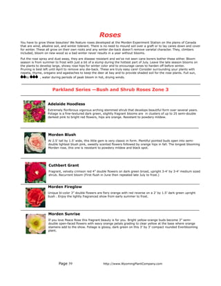 Roses
You have to grow these beauties! We feature roses developed at the Morden Experiment Station on the plains of Canada
that are wind, alkaline soil, and winter tolerant. There is no need to mound soil over a graft or to lay canes down and cover
for winter. These all grow on their own roots and any winter die-back doesn’t remove varietal character. They, climbers
included, bloom on new wood so a bad winter never results in a year without blooms.
Put the rose spray and dust away, they are disease resistant and we’ve not seen cane borers bother these either. Bloom
season is from summer to frost with just a bit of a slump during the hottest part of July. Leave the late season blooms on
the plants to develop large, showy rose hips for winter color and to encourage canes to harden off before winter.
Pruning is best left until April to remove any die-back. These are truly easy care! Consider surrounding your plants with
nepeta, thyme, oregano and agastaches to keep the deer at bay and to provide shaded soil for the rose plants. Full sun,
   to        , water during periods of peak bloom in hot, drying winds.



                      Parkland Series —Bush and Shrub Roses Zone 3


                   Adelaide Hoodless
                   Extremely floriferous vigorous arching stemmed shrub that develops beautiful form over several years.
                   Foliage is a fine-textured dark green, slightly fragrant blooms are in clusters of up to 25 semi-double
                   darkest pink to bright red flowers, hips are orange. Resistant to powdery mildew.




                   Morden Blush
                   At 2.5’ tall by 1.5’ wide, this little gem is very classic in form. Plentiful pointed buds open into semi-
                   double lightest blush pink, sweetly scented flowers followed by orange hips in fall. The longest blooming
                   Morden rose, this one is resistant to powdery mildew and black spot.




                   Cuthbert Grant
                   Fragrant, velvety crimson red 4” double flowers on dark green broad, upright 3-4’ by 3-4’ medium sized
                   shrub. Recurrent bloom (First flush in June then repeated late July to frost.)



                   Morden Fireglow
                   Unique bi-color 3” double flowers are fiery orange with red reverse on a 2’ by 1.5’ dark green upright
                   bush . Enjoy the lightly fragranced show from early summer to frost.




                   Morden Sunrise
                   If you love Peace Rose this fragrant beauty is for you. Bright yellow-orange buds become 3” semi-
                   double open-faced flowers with wavy orange petals grading to clear yellow at the base where orange
                   stamens add to the show. Foliage is glossy, dark green on this 3’ by 3’ compact rounded Everblooming
                   plant.




                          Page 59                        http://www.WyomingPlantCompany.com
 