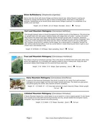Silver Buffaloberry (Shepherdia argentea)

Native tree-like shrub with silvery foliage and thorny branch tips. Yellow flowers in spring are
followed by orange-red berries for jelly or birds on female plants. Must have a male plant to
pollinate. Outstanding as an accent shrub where slivery foliage is desired, in a windbreak or as
wildlife cover and food.

               Height: 10’-15’ Width: 10’-12’ Shape: Rounded     Zone 2            Full sun



Curl Leaf Mountain Mahogany (Cerocarpus ledifolius)

This drought tolerant native is found throughout the foothill country of the Bighorns. This shrub has
an upright habit with dark green, leathery leaves with edges that curl under — giving it its name!
Most winters the leaves stay green adding interest through out the year. In autumn, attractive,
curled, fuzzy seed tails arise adding yet another reason to add this to your western landscape. Very
long lived, in fact we believe that some near the ‘Hole in the Wall’ Country are over 2,000 years
old! Consider using this for a western formal hedge. As a native plant it is regularly “pruned” by
deer without detrimental effect. It will be a while before it needs shearing but when it gets to your
chosen size it will tolerate it well.

   Height: 8’-20’Width: 6’-10’Shape: Open spreading Zone 4           Full sun




True Leaf Mountain Mahogany (Cercocarpus montanus)

This native is found on limestone outcrops. This is the shrub on hillsides that looks dark rather than
silvery like sagebrush. It is a durable xeric species suited to rocky or sandy soils. Enjoy the dark
gray-green deeply lobed foliage and the autumnal fuzzy seed tails.

             Height: 5’-8’ Width: 5’-6’ Shape: Open spreading       Zone 2          Full sun




   Hairy Mountain Mahogany (Cercocarpus breviflorus)
   A native to the American Southwest, this shrub is similar to our native True Leaf mountain
   mahogany but grows bigger and has even larger twisted seed tails. The leaves are gray-green
   and persist going into winter. Very tolerant of harsh conditions.
      Height: 8’ – 12’ Width: 8’ – 12’ (may take centuries to reach maturity) Shape: Broad upright
                                               Full sun



Littleleaf Mountain Mahogany (Cerocarpus intricatus)
A Rocky Mountain beauty for a small space or as an accent in a rock or alpine garden! A very dense
and rounded shrub with stiff intertwining branches and tiny, almost needle-like evergreen leaves,
evergreen! Very drought tolerant and slow growing.

                  Height: 3’-5’ Width: 3’-5’ Shape: Rounded     Zone 4          Full sun




    Page 6                        http://www.WyomingPlantCompany.com
 