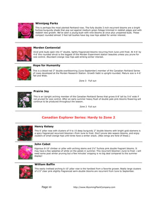 Winnipeg Parks
  This is perhaps the most planted Parkland rose. The fully double 3 inch recurrent blooms are a bright
  fuchsia burgundy shade that pop out against medium green foliage trimmed in reddish edges and with
  reddish new growth. We’ve seen a young bush with nine blooms at once plus unopened buds. These
  compact rounded almost 3 foot tall bushes have big rose hips added for winter interest.




Morden Centennial
Vivid pink buds open into 4” double, lightly fragranced blooms recurring from June until frost. At 4-6’ by
4-6’ this rounded shrub is the biggest of the Morden Experiment station beauties unless you prune for
size control. Abundant orange rose hips add striking winter interest.



Hope for Humanity

This is a blood-red 3” double everblooming (June-September) member of the Canadian Parkland Series
of roses developed at the Morden Research Station. Growth habit is upright-rounded. Mature size is 4-6’
Tall and Wide.

                                              Zone 3    Full sun




Prairie Joy

This is an Upright arching member of the Canadian Parkland Series that grows 6-8’ tall by 5-6’ wide if
not pruned for size control. After an early summer heavy flush of double pale pink blooms flowering will
continue to be produced throughout the season.

                                               Zone 2 Full sun




        Canadian Explorer Series: Hardy to Zone 2

 Henry Kelsey
 This 6’ pillar rose with clusters of 9 to 15 deep burgundy 2” double blooms with bright gold stamens is
 a spicy fragranced recurrent bloomer—from June to frost. Don’t prune late season blooms, and enjoy
 clusters of small orange hips until birds have a winter snack. (Wax wings are fond of these.)



 John Cabot
 Vigorous 8-10’ climber or pillar with arching stems and 2½” fuchsia pink double fragrant blooms. It
 may have a few splashes of white on the petals in summer. This recurrent bloomer—June to frost —will
 need some post winter pruning but a few minutes’ snipping is no big deal compared to the summer
 display!



 William Baffin
 This easily trellised arching 6-10’ pillar rose is the hardiest from a favorite grower. Really large clusters
 of 2.5” clear pink slightly fragranced semi-double blooms are recurrent from June to September.




        Page 60                         http://www.WyomingPlantCompany.com
 