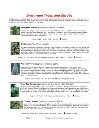 Evergreen Trees and Shrubs
Just as we long for a bit of green in midwinter and put an evergreen up inside for Christmas, we also want to see that bit
of green outside all winter when shades of brown and straw dominate the landscape. Given our wind, dry climate and soil
types, here are some reliable beauties for your yard.



                  Cologreen Juniper (Juniper scopulorum ‘Cologreen’)
                  a true green upright Juniper with soft small scale like foliage. The silvery blue varieties (moonglow)
                  handle the winter winds especially well - but so does Cologreen.! Mixing the two cultivars provides a
                  wonderful contrast year-round. Another female cultivar—thus no pollen. Both cultivars are ideal
                  candidates as an accent or windbreak.

                                  Height: 16-20’   Width: 8-12’     Zone 3         Full sun


                 Bristlecone Pine (Pinus aristata)

                 has been documented to be one of the oldest living organisms in the world, some in the high Sierras are
                 6,000 + years old. We admire that kind of durability but we love its irregular, bushy growth habit with
                 dark green needles dotted with white pitch. The branch form extends out from the trunk and then turns
                 upward at the tips. A fantastic specimen in an evergreen cluster or as a back drop in a xeric garden. Do
                 not plant this tree in a traditionally watered lawn area.

             Height: 20’ – 30’ Width: 15’ -20’ (may take centuries to reach maturity!)        Zone 2      Full sun




                  Arizona Cyprus (Cupressus arizonica glabra)

                  shouldn’t live here! But it has been trialed under exposed conditions for 8 years, they have
                  outperformed expectations. This is a columnar conifer in youth, becoming broad spreading with age.
                  The foliage is glaucous-green to silvery blue. The cherry red bark exfoliates in thin papery thin plates.
                  Its color and needle structure is unlike any other evergreen we offer. Be the very first to grow this
                  specimen evergreen! Limit the wind exposure but intense sun is not a problem. Zone 5 in the literature,
                  Zone 4 in our experience.

                        Height: 20’-40’ Width: 8’ – 30’    Zone 4-5          Full sun to partial shade



                 Table Top Blue Juniper (Juniperus Scopulorum ‘Table Top Blue’)
                 Upright, yet spreading and flat-topped (now that’s an oxymoron!). Foliage is the soft-scale type (not
                 prickly like common pfitzer) bright blue-gray in color. Handles wind and when established, drought too!
                 This native sport is not an imported disease and damage–prone selection. This is a big bold statement of
                 a shrub perfect on a slope or for privacy without blocking out the sky like a tree. Windbreak and screen.


                                Height: 6’-8’ Width: 6’-10’ Shape: Upright spreading       Zone 3        Full sun



                       ‘Effusa’ Juniper (Juniperus communis ‘Effusa’)
                       Look for this low-growing mounding Juniper with stiff, spreading branches on the forest floor in the
                       partial to full shade of evergreens and on the edge of mountain meadows. Foliage is bright green
                       awl-shaped needles with a whitish streak. Winter color may be slightly brownish. This is a female
                       cultivar, not a pollen-bearer. Low water need.


                   Height: 6’-8’ Width: 6’-10’ Shape: Upright spreading   Zone 4          Full sun to shade


                          Page 62                        http://www.WyomingPlantCompany.com
 