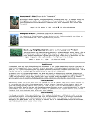 Vanderwolf’s Pine (Pinus flexis ‘Vanderwolf’)

                  A distinctive, densely branched pyramidal selection of our native limber pine. Its branches display long
                  twisting blue-green needles with a light blue line on the undersides, very pleasing visually. A great
                  replacement tree for Colorado Blue Spruce. Like other pines, it will not perform well in slow to drain
                  heavy soils.

                                   Height: 20’- 25’ Width: 10’ – 15     Zone 4      Full sun to partial shade




                 Moonglow Juniper (Juniperus scopulorum ‘Moonglow’)
                 This is a cultivar of the native western upright Juniper with very showy, intense silver blue foliage on
                 broad pyramidal form with a dense compact branching structure.




                        Blueberry Delight Juniper (Juniperus comminus depressa ‘AmiDak’)
                        This has its origins from the North Dakota Badlands, a dry windy exposed setting, making it one of
                        the most hardy ground cover junipers. It has beautiful dark green to blue-gray foliage with blue
                        cones. A perfect addition near drive way entrances (never have to prune to see over the top), and
                        it is good along patios and a way to step down from higher perennial plantings.
                                 Height: 1’ Width: 4’-5’    Zone 3    Full Sun to Part Shade


                                                      Establishment
Establishment is the time frame during which a plant is spreading its root system and becoming balanced in the ability of
top and roots to support each other. A one gallon container grown plant will take about a year to establish. Woody shrub
plants in a 3-to 5-gallon container may need two years to become truly established. Container-grown trees follow a rule of
thumb of one year for transplanting and an additional year for each inch of trunk diameter.
In five years time, the container grown tree will look better and possibly be bigger than the Balled and Burlap that has
struggled trying to get established. One property comes to mind where the protected front yard got big balled and burlap
Canada Red Chokecherries and the windy backyard got 5 gallon container grown Canada Reds with both on the same
sprinkler system, and 10 years time, the backyard trees are big and still look better than the ones in Front!
                                                   Killed by Kindness
Unfortunately conifers can actually drown when over watered. Clay soils do not allow water to drain off and roots are cut
off from oxygen that they require. Pines are particularly at risk of drowning if planted in soil that does not drain or low
spots with standing water. For tight clay in hot sunny and windy sites the Junipers and Mesa Verde Spruce are good
choices. Wichita Blue, Table Top Blue and to a slightly lesser degree Cologreen Juniper are your best selections for extreme
wind conditions and in clay soils. Follow our guide on watering for establishment and pay extra attention to be sure that
the tree or shrub is not standing in water before more water is applied.
                                                    Winter Watering
Even though we consider the evergreens to be some of the toughest plants, they are not totally dormant in winter and
continue to lose moisture through their needles year round. For establishment purposes we recommend watering new
plants monthly in dry open winters. Water established plants once or twice a winter depending on soil moisture and
temperature. Our water is hard, focus your attention on the roots and not on the foliage! Newly planted deciduous trees
and shrubs should be watered once or twice a winter.




                          Page 63                          http://www.WyomingPlantCompany.com
 