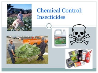Chemical Control:
Insecticides
 