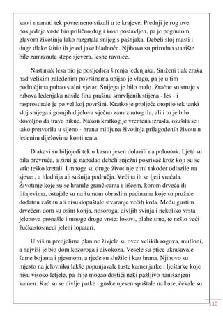 110
kao i mamuti tek povremeno stizali u te krajeve. Prednji je rog ove
posljednje vrste bio prilično dug i koso postavljen, pa je pognutom
glavom životinja lako razgrtala snijeg s pašnjaka. Debeli sloj masti i
duge dlake štitio ih je od jake hladnoće. Njihovo su prirodno stanište
bile zamrznute stepe sjevera, lesne ravnice.
Nastanak lesa bio je posljedica širenja ledenjaka. Sniženi tlak zraka
nad velikim zaleđenim površinama upijao je vlagu, pa je u tim
područjima puhao stalni vjetar. Snijega je bilo malo. Zračne su struje s
rubova ledenjaka nosile finu prašinu smrvljenih stijena - les - i
rasprostirale je po velikoj površini. Kratko je proljeće otopilo tek tanki
sloj snijega i gornjih dijelova vječno zamrznutog tla, ali i to je bilo
dovoljno da trava nikne. Nakon kratkog je vremena izrasla, osušila se i
tako pretvorila u sijeno - hranu milijuna životinja prilagođenih životu u
ledenim dijelovima kontinenta.
Dlakavi su biljojedi tek u kasnu jesen dolazili na poluotok. Ljeta su
bila prevruća, a zimi je napadao debeli snježni pokrivač kroz koji su se
vrlo teško kretali. I mnoge su druge životinje zimi također odlazile na
sjever, u hladnija ali sušnija područja. Većina ih se ljeti vraćala.
Životinje koje su se hranile grančicama i lišćem, korom drveća ili
lišajevima, ostajale su na šumom obraslim padinama koje su pružale
dodatnu zaštitu ali nisu dopuštale stvaranje većih krda. Među gustim
drvećem dom su osim konja, nosoroga, divljih svinja i nekoliko vrsta
jelenova pronašle i mnoge druge vrste: losovi, plahe srne, te nešto veći
žućkastosmedi jeleni lopatari.
U višim predjelima planine živjele su ovce velikih rogova, mufloni,
a najviši je bio dom kozoroga i divokoza. Vesele su ptice ukrašavale
šume bojama i pjesmom, a rjeđe su služile i kao hrana. Njihovo su
mjesto na jelovniku lakše popunjavale tuste kamenjarke i lještarke koje
nisu visoko letjele, pa ih je mogao dostići neki pažljivo nanišanjeni
kamen. Kad su se divlje patke i guske ujesen spuštale na bare, čekale su
 