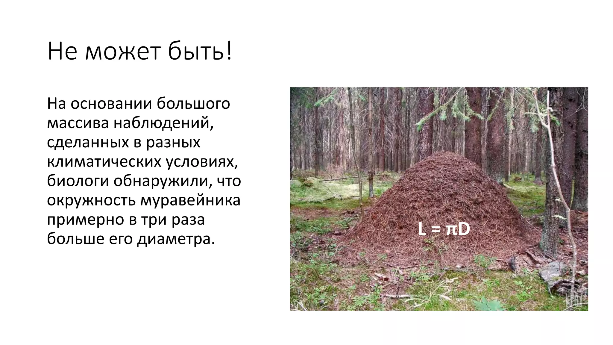 Не может быть!
На основании большого
массива наблюдений,
сделанных в разных
климатических условиях,
биологи обнаружили, что
окружность муравейника
примерно в три раза
больше его диаметра.
L = πD
 