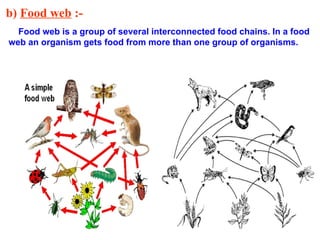 b) Food web :-
Food web is a group of several interconnected food chains. In a food
web an organism gets food from more than one group of organisms.
 