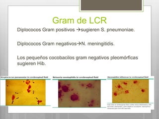 Gram de LCR
Diplococos Gram positivos sugieren S. pneumoniae.
Diplococos Gram negativosN. meningitidis.
Los pequeños cocobacilos gram negativos pleomórficas
sugieren Hib.
 