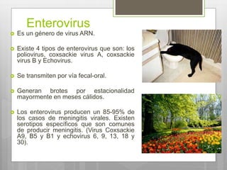 Enterovirus
 Es un género de virus ARN.
 Existe 4 tipos de enterovirus que son: los
poliovirus, coxsackie virus A, coxsackie
virus B y Echovirus.
 Se transmiten por vía fecal-oral.
 Generan brotes por estacionalidad
mayormente en meses cálidos.
 Los enterovirus producen un 85-95% de
los casos de meningitis virales. Existen
serotipos específicos que son comunes
de producir meningitis. (Virus Coxsackie
A9, B5 y B1 y echovirus 6, 9, 13, 18 y
30).
 