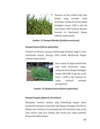 100
Tanaman ini bisa tumbuh baik pada
tempat yang memiliki tanah
berstruktur sedang atau berat dengan
ketinggian sampai 1.200 m dpl dan
curah hujan 2.000 m/tahun. Biasanya
tanaman ini diperbanyak dengan
sobekan rumpun (pols).
Gambar 23. Rumput Meksiko (Euchlaena mexicana)
Rumput Setaria (Setaria sphacelata)
Tanaman ini berumur panjang, tumbuh tegak mencapai tinggi 2 m dan
membentuk rumpun. Biasanya lebih mudah diperbanyak dengan
sobekan rumpun (pols).
Jenis rumput ini dapat tumbuh baik
pada tanah berstruktur ringan,
sedang dan berat dengan ketinggian
tempat 200-3.000 m dpl dan curah
hujan > 1.000 m dpl. Tanaman ini
cukup responsif terhadap
pemupukan N.
Gambar 24. Rumput Setaria (Setaria sphacelata)
Rumput Pangola (Digitaria decumbens)
Merupakan tanaman tahunan yang berkembang dengan stolon
membentuk hamparan yang tidak rapat dengan ketinggian 60-120 cm.
Bentuk daun tanaman ini memanjang dan kecil berwarna hijau cerah
serta tekstur yang licin. Disukai oleh ternak dan cukup palatabel.
Berasal dari Afrika Selatan.
 