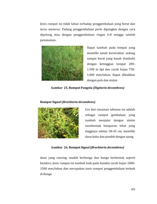 101
Jenis rumput ini tidak tahan terhadap penggembalaan yang berat dan
terus menerus. Padang penggembalaan perlu dipangkas dengan cara
dipotong atau dengan penggembalaan ringan 6-8 minggu setelah
penanaman.
Dapat tumbuh pada tempat yang
memiliki tanah berstruktur sedang
sampai berat yang basah (lembab)
dengan ketinggian tempat 200-
1.500 m dpl dan curah hujan 750-
1.000 mm/tahun. Dapat dibiakkan
dengan pols dan stolon
Gambar 25. Rumput Pangola (Digitaria decumbens)
Rumput Signal (Brachiaria decumbens)
Ciri dari tanaman tahunan ini adalah
sebagai rumput gembalaan yang
tumbuh menjalar dengan stolon
membentuk hamparan lebat yang
tingginya sekitar 30-45 cm, memiliki
daun kaku dan pendek dengan ujung
Gambar 26. Rumput Signal (Brachiaria decumbens)
daun yang runcing, mudah berbunga dan bunga berbentuk seperti
bendera. Jenis rumput ini tumbuh baik pada kondisi curah hujan 1000-
1500 mm/tahun dan merupakan jenis rumput penggembalaan terbaik
di Kongo
 