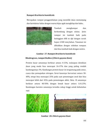 102
Rumput Brachiaria humidicola
Merupakan rumput penggembalaan yang memiliki daun memanjang
dan bertekstur halus dengan warna hijau agak mengkilap dan kaku..
Tumbuh menghampar dan
berkembang dengan stolon. Jenis
rumput ini tumbuh baik pada
ketinggian 600 m dpl dengan curah
hujan 2.500 mm/tahun. Tanaman ini
dibiakkan dengan sobekan rumpun
dan bisa tumbuh baik dengan sentro.
Gambar 27. Rumput Brachiaria humidicola
Rhodesgrass, rumput Rodhes (Chloris gayana Kunt)
Protein kasar umumnya berkisar antara 4-13%, walaupun demikian
daun yang muda bisa mencapai 16-17% dan yang paling rendah
kandungannya 3%. Kandungan protein kasar ini tergantung pada umur,
cuaca dan pemupukan nitrogen. Serat kasarnya bervariasi antara 30-
40%, tetapi bisa mencapai 25% pada saat pemotongan awal dan bisa
mencapai lebih dari 45% pada pemotongan akhir. Beta -N umumnya
berkisar antara 40-50% dengan lemak kasar antara 1.0-2.5%.
Kandungan karoten umumnya tersedia cukup tinggi untuk kebutuhan
sapi.
Gambar 28. Chloris gayana Kunt
 