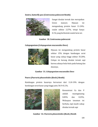104
Sentro, butterfly pee (Centrosema pubescent Benth)
Sangat disukai ternak dan merupakan
Green manure. Hijauan ini
mengandung protein kasar 11-24%.
oxalat sekitar 2.27%, tetapi hanya
0.1% yang berbentuk oxalat larut air.
Gambar 30. Centrosema pubescent
Calopogonium (Colopogonium mucunoides Desv)
Hijauan ini mengandung protein kasar
sekitar 15% dengan kandungan serat
kasar yang cukup tinggi sekitar 35.20%.
Colopo ini kurang disukai ternak sapi
karena adanya bulu-bulu pada batang dan
daunnya.
Gambar 31. Colopogonium mucunoides Desv
Puero (Pueraria phaseoloides (Roxb.) Benth)
Kandungan protein kasarnya bervariasi dari 11.8-19% dengan
kandungan serat kasar yang tinggi yaitu 36.9-41.1%.
Konsentrasi Ca dan P
adalah masingmasing
0.85% dan 0.25%.
Walaupun tanaman ini
berbulu, tapi masih cukup
disukai ternak sapi
Gambar 32. Pueraria phaseoloides (Roxb.) Benth
 